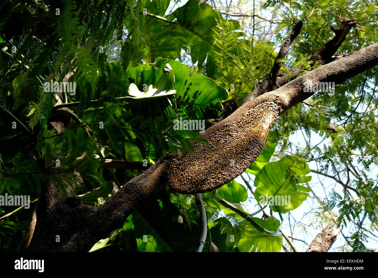 Apis dorsata nido appeso sull'albero. Della Thailandia Foto Stock