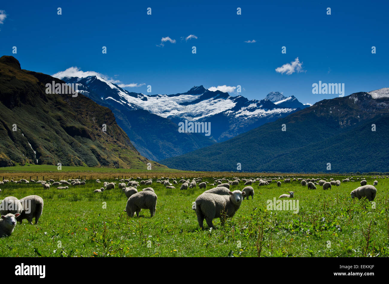 Montare gli aspiranti national park, Nuova Zelanda Foto Stock