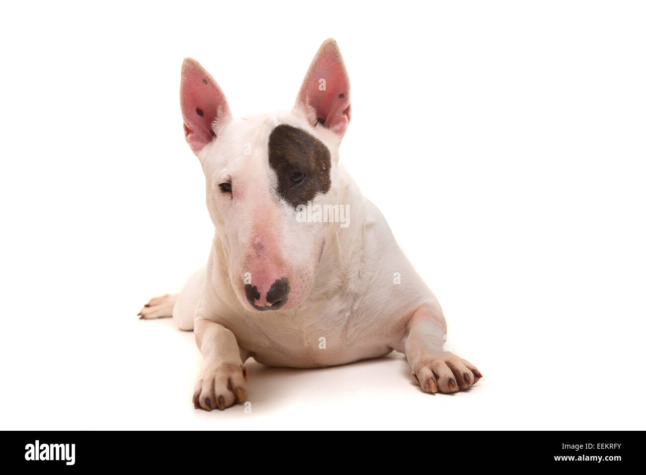 Studio shot di una bella bull terrier Foto Stock