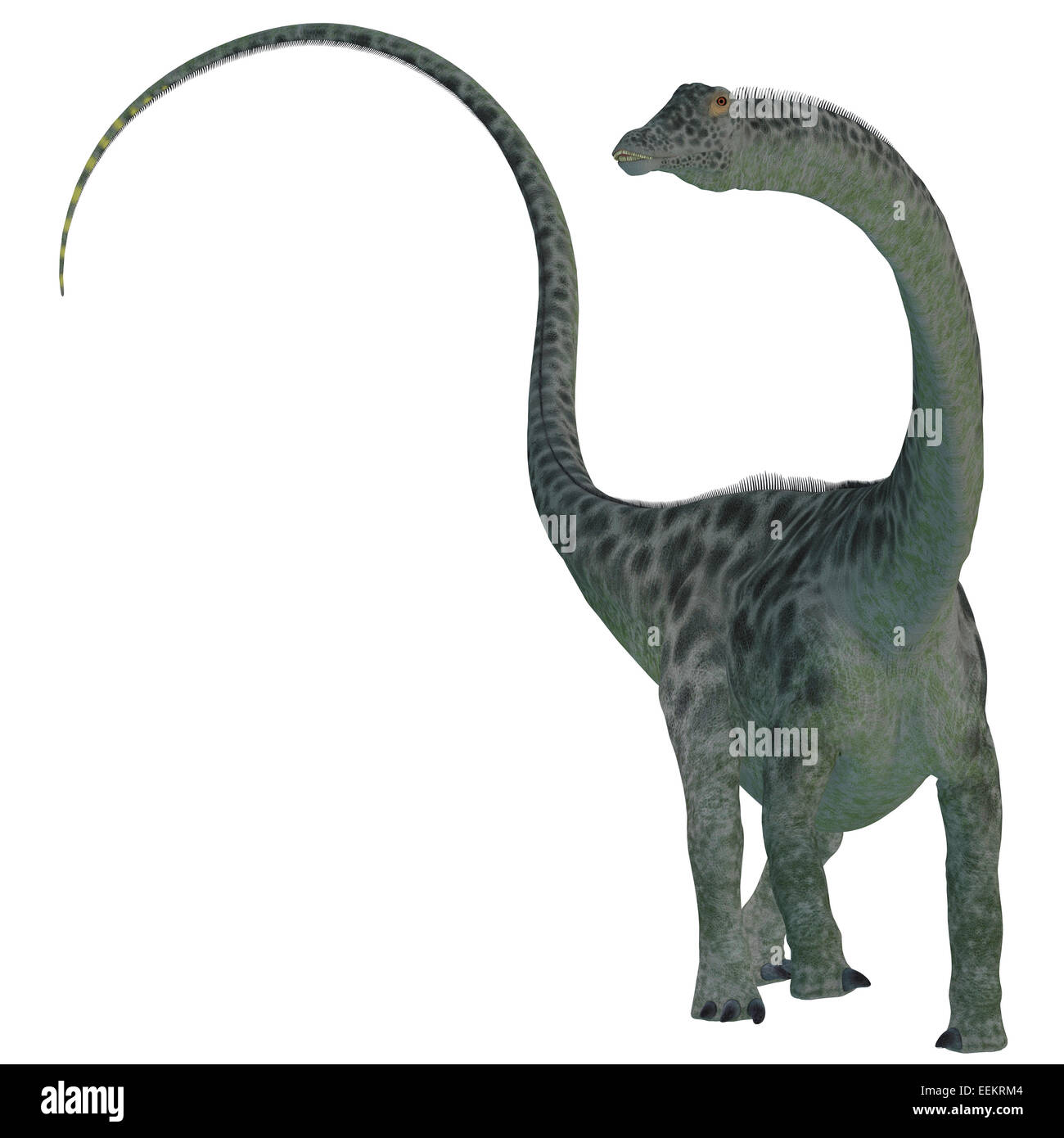 Diplodocus era un sauropod dinosauro erbivoro che visse nell'era Giurassica del Nord America. Foto Stock