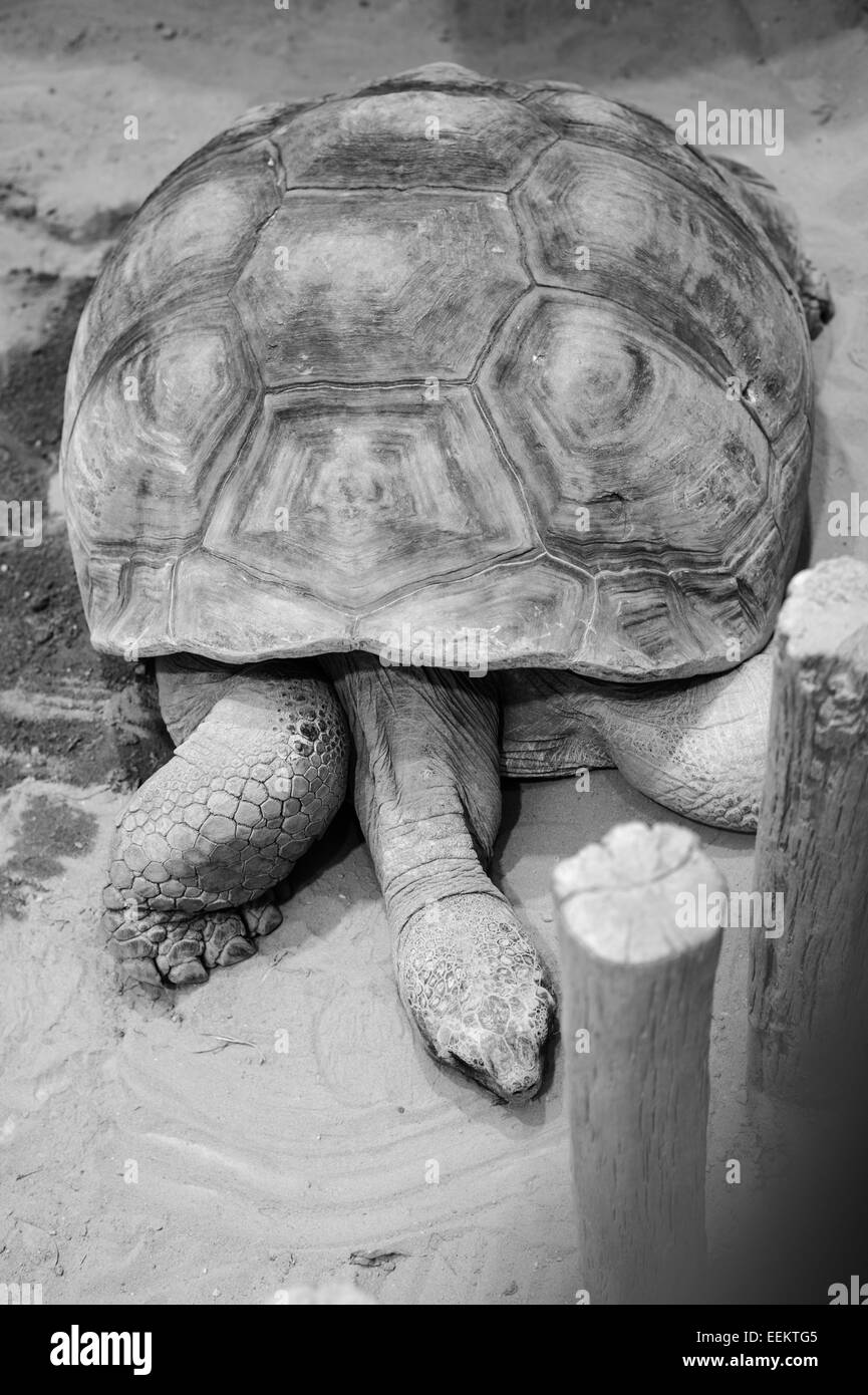 La tartaruga gigante di riposo in Zoo di Ueno, Tokyo Foto Stock