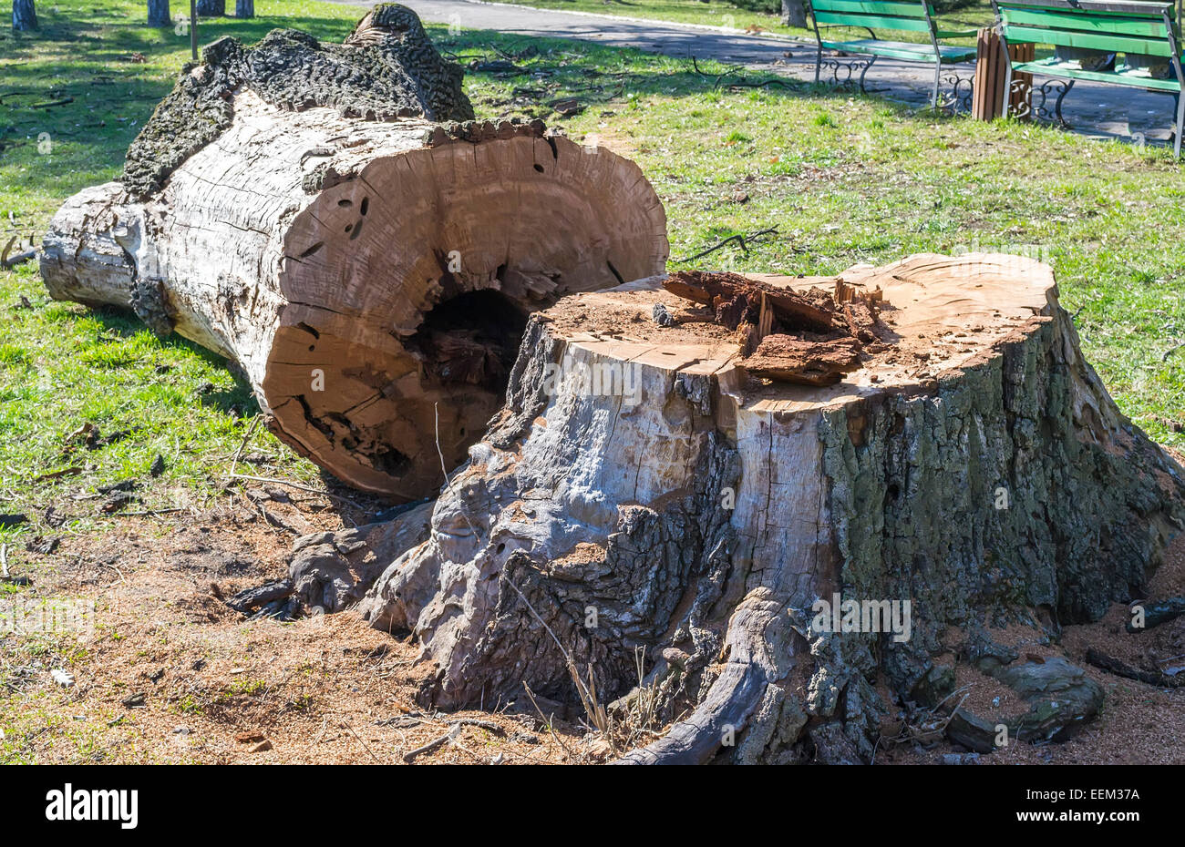 Il tronco di un enorme albero di quercia essendo tagliato a pezzi in un parco Foto Stock