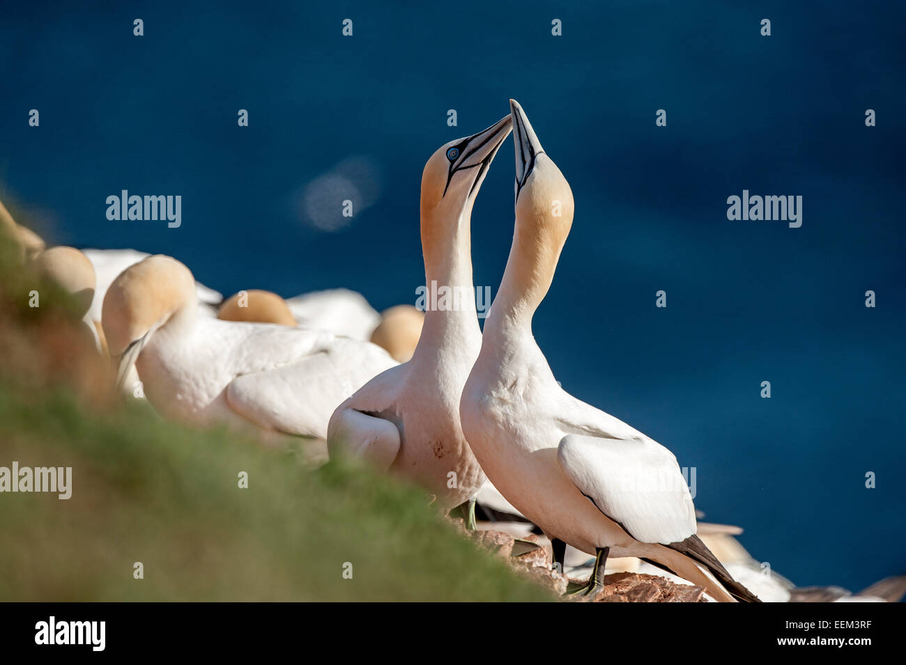 Northern sule (Morus bassanus), Isola di Helgoland, Schleswig-Holstein, Germania Foto Stock