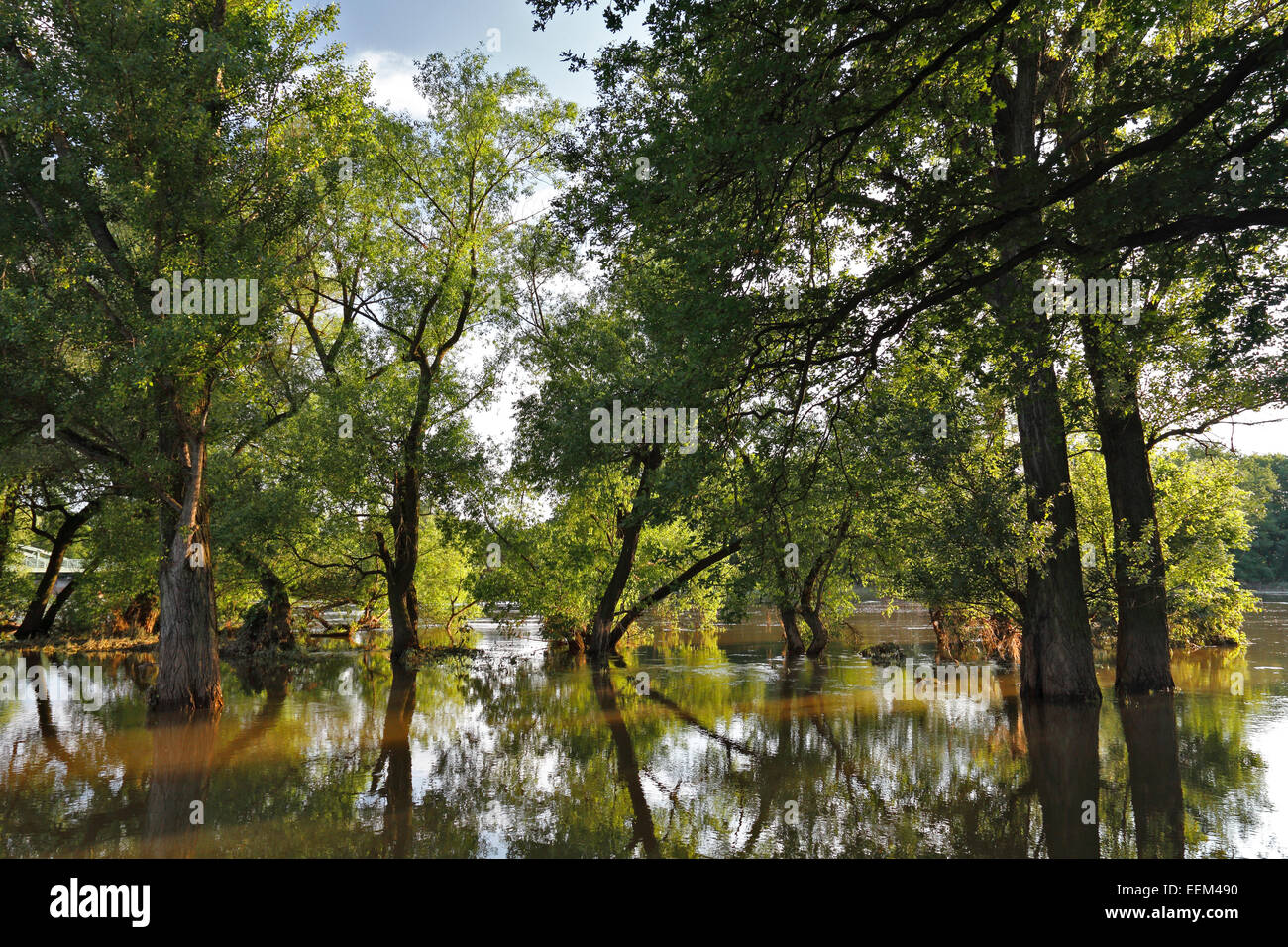 Estate inondazioni in un legno duro floodplain forest, Riserva della Biosfera dell'Elba centrale, Dessau-Rosslau, Sassonia-Anhalt, Germania Foto Stock