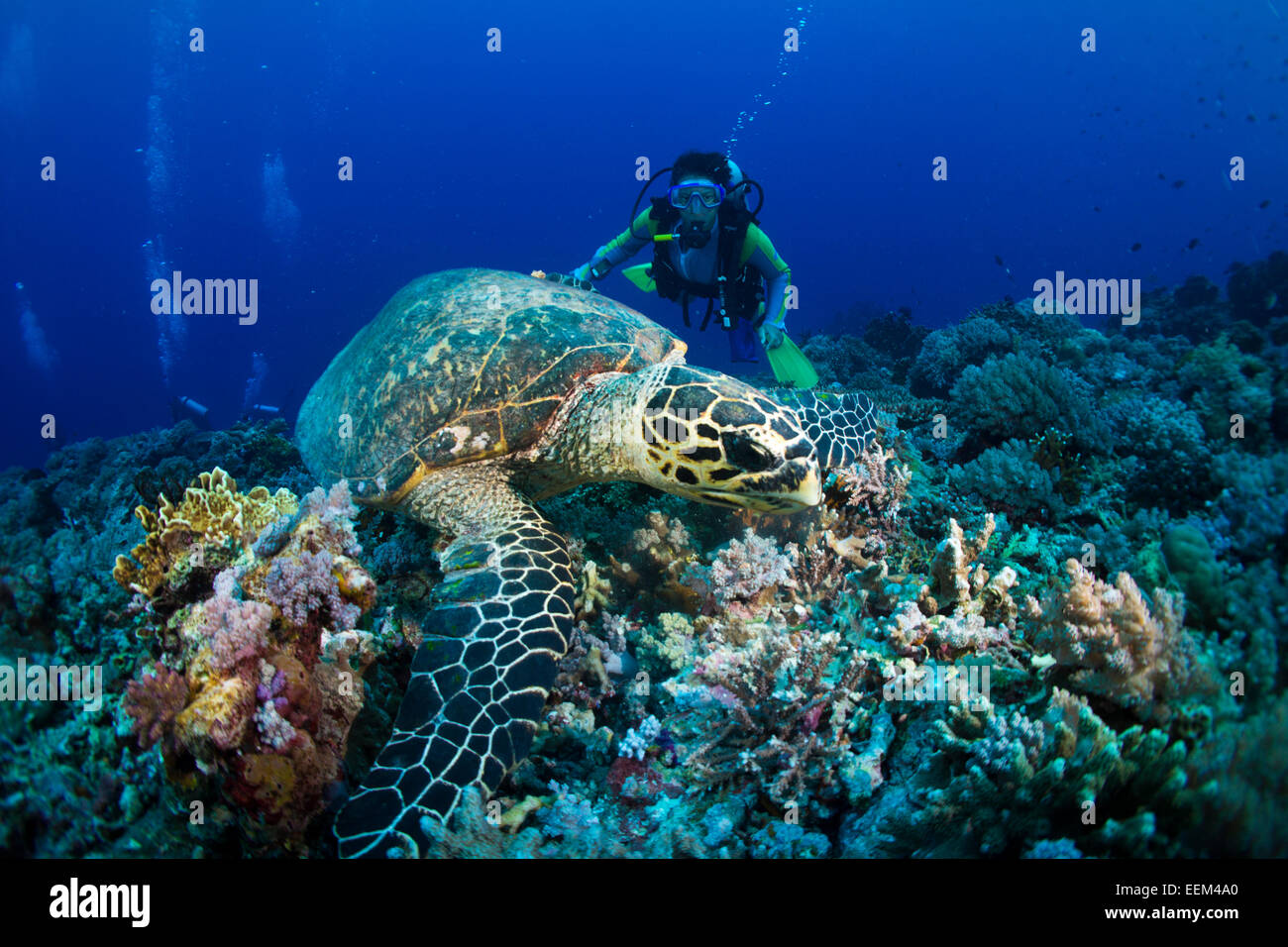 Sommozzatore guardando un Hawksbill tartaruga di mare (Eretmochelys imbricata), alimentando un corallo, Filippine Foto Stock