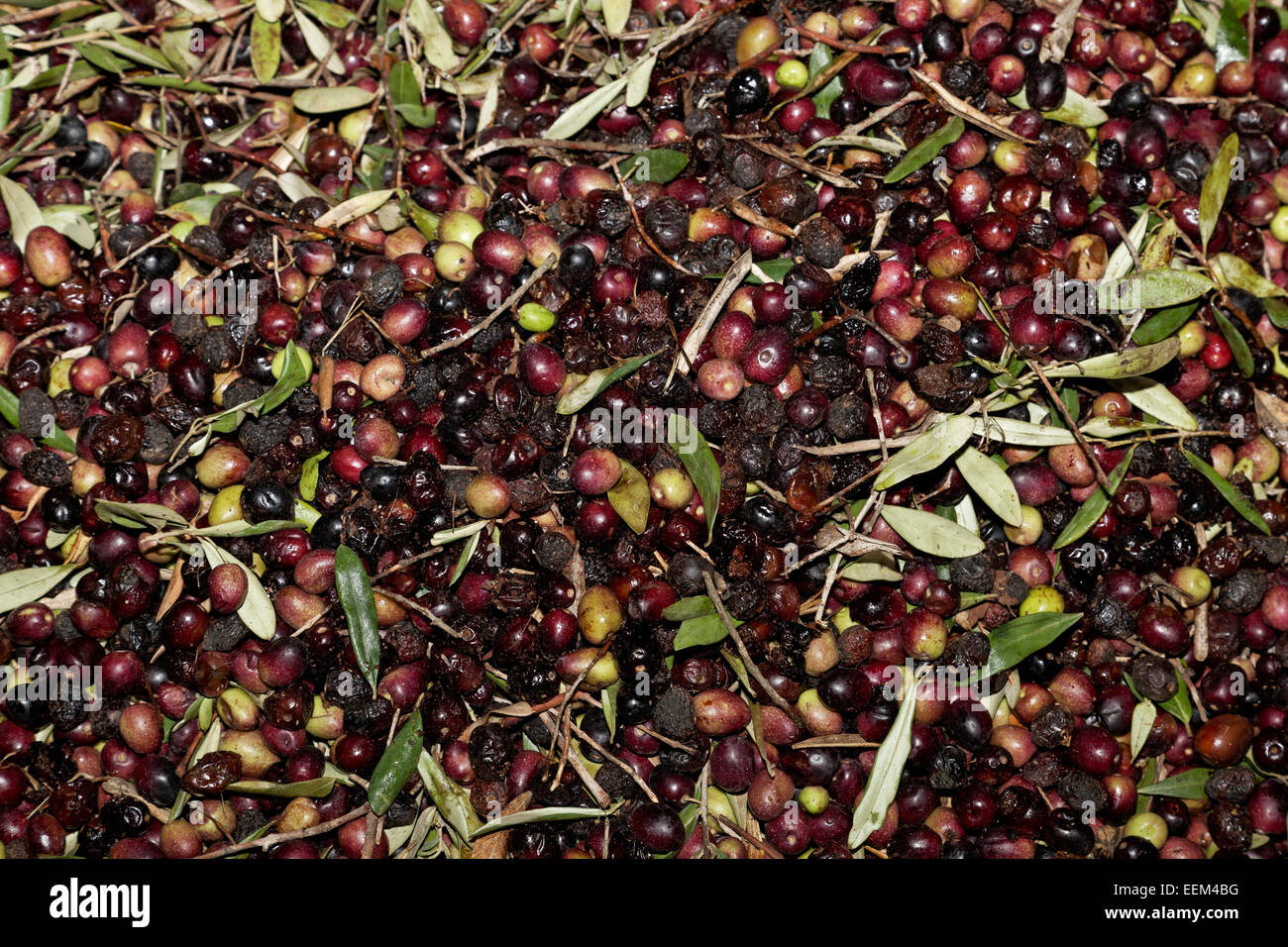 Verde e olive nere con foglie, frantoio, Madaba, Giordania Foto Stock