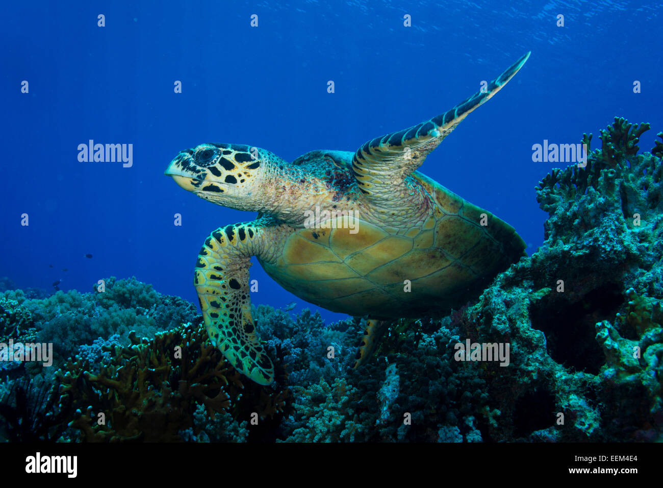 Hawksbill tartaruga di mare (Eretmochelys imbricata), Filippine Foto Stock