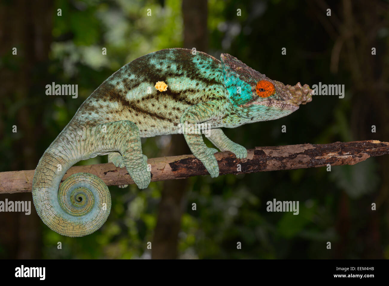 Parson's Chameleon (Calumma parsonii), Orientale Madagascar Madagascar Foto Stock