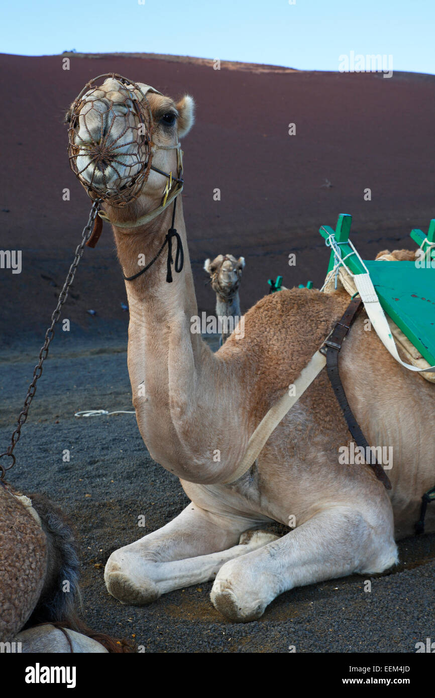 Cammello per gite turistiche, il Parco Nazionale di Timanfaya, Montañas del Fuego, Fire montagne, paesaggio vulcanico, Lanzarote Foto Stock