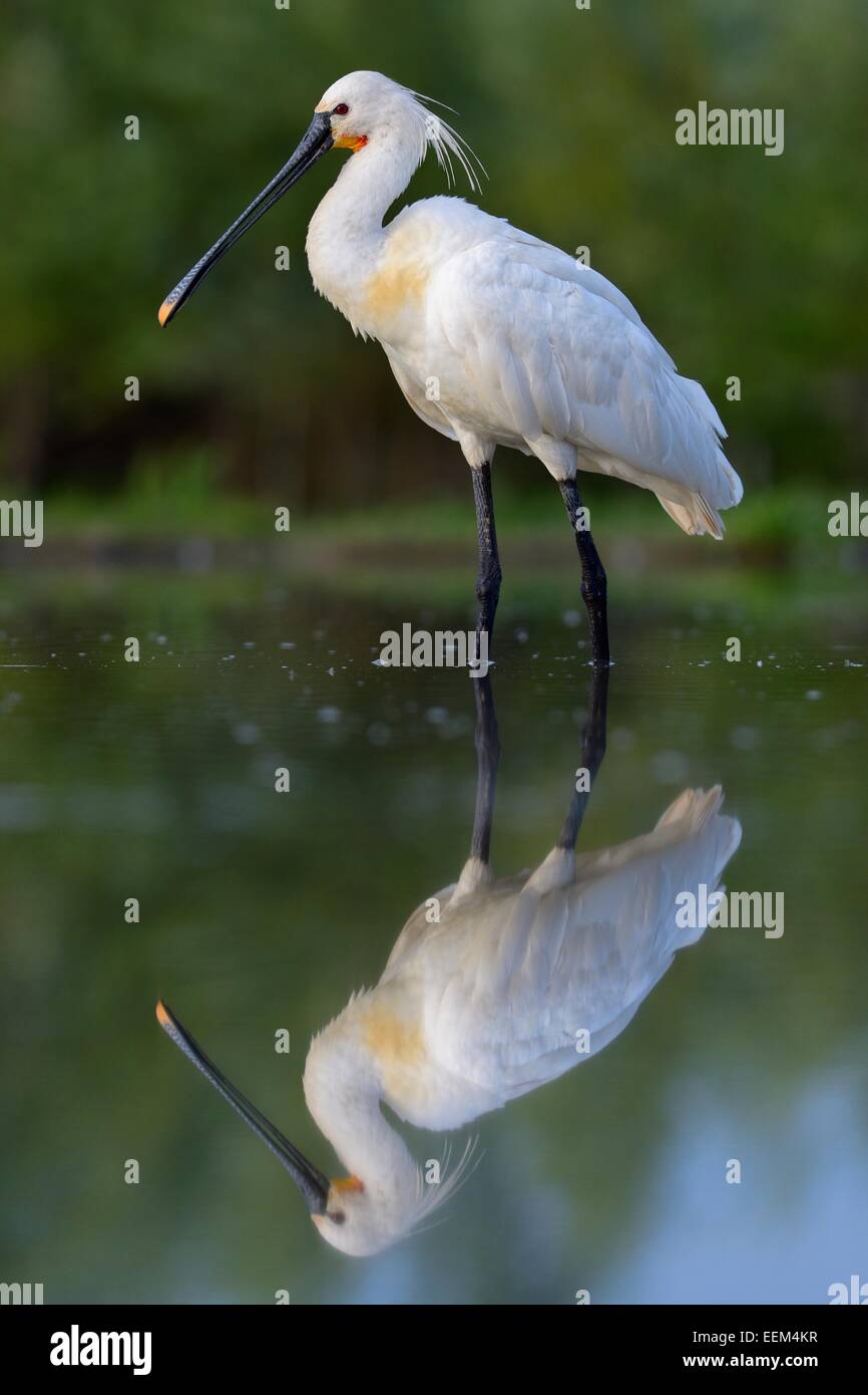 Eurasian spatola o comuni o spatola (Platalea leucorodia), con riflessione, Parco Nazionale di Kiskunsag, sud-est Ungheria Foto Stock