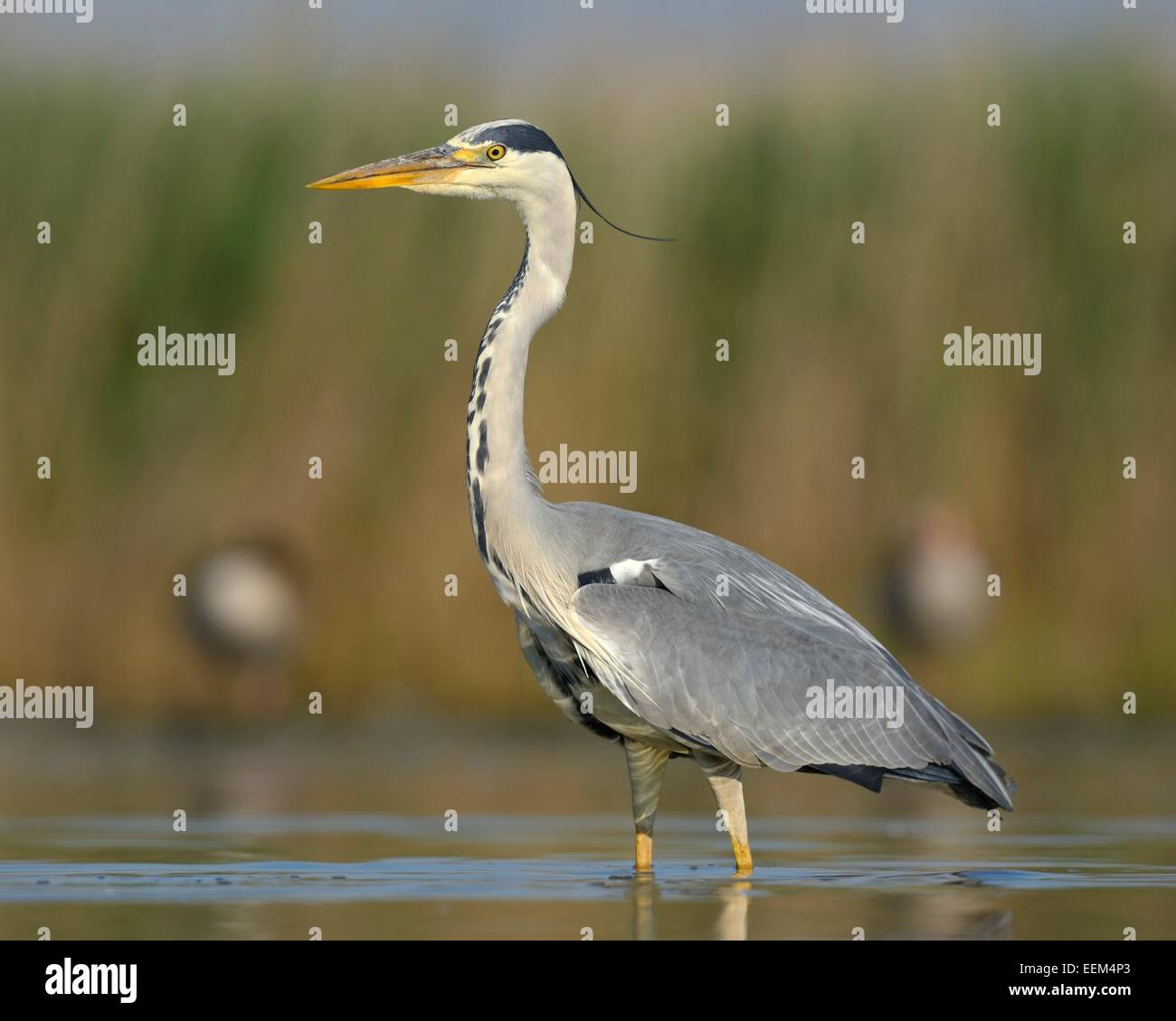 Airone cinerino (Ardea cinerea), uccello adulto rovistando per cibo, Kiskunság National Park, Sud-Est Ungheria Ungheria Foto Stock