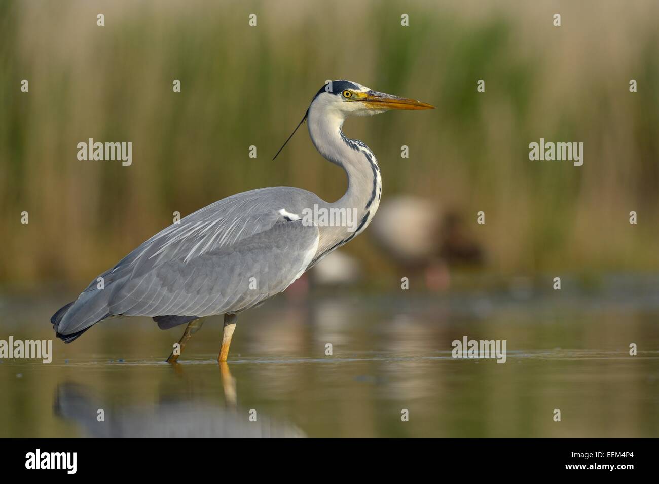 Airone cinerino (Ardea cinerea), uccello adulto rovistando per cibo, Kiskunság National Park, Sud-Est Ungheria Ungheria Foto Stock