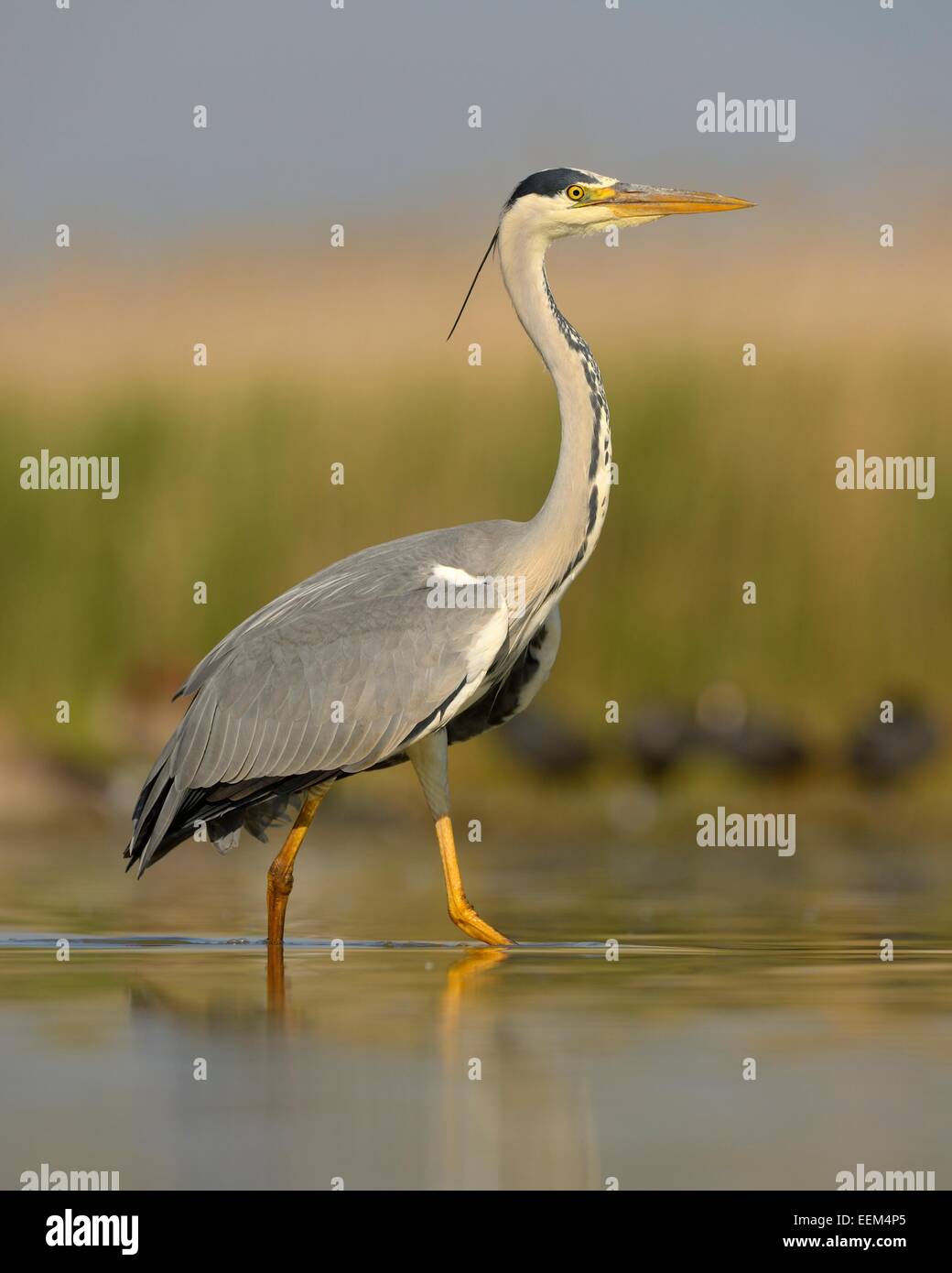 Airone cinerino (Ardea cinerea), uccello adulto rovistando per cibo, Kiskunság National Park, Sud-Est Ungheria Ungheria Foto Stock