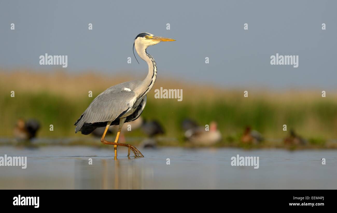 Airone cinerino (Ardea cinerea), uccello adulto rovistando per cibo, Kiskunság National Park, Sud-Est Ungheria Ungheria Foto Stock