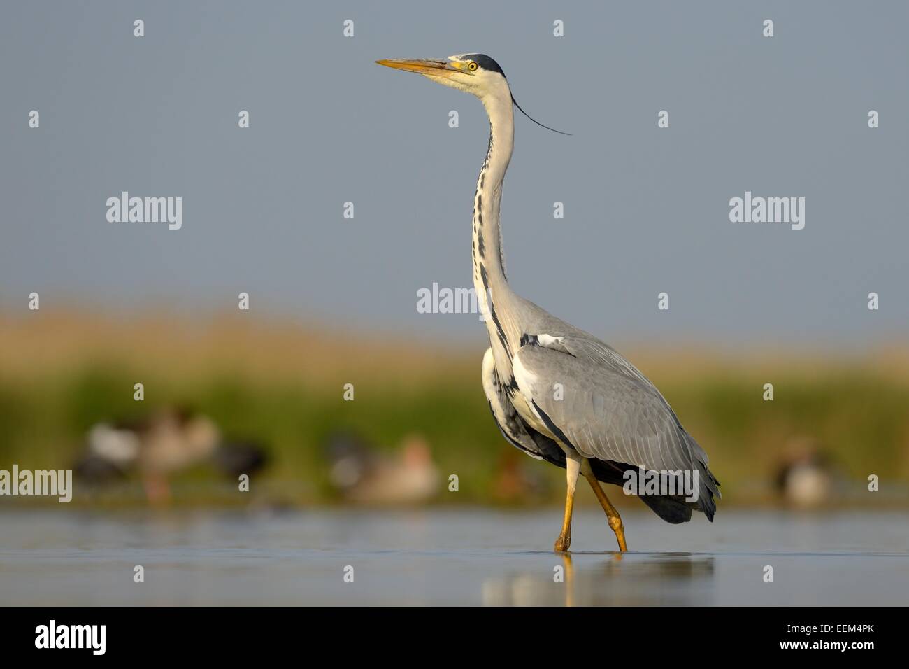 Airone cinerino (Ardea cinerea), uccello adulto rovistando per cibo, Kiskunság National Park, Sud-Est Ungheria Ungheria Foto Stock