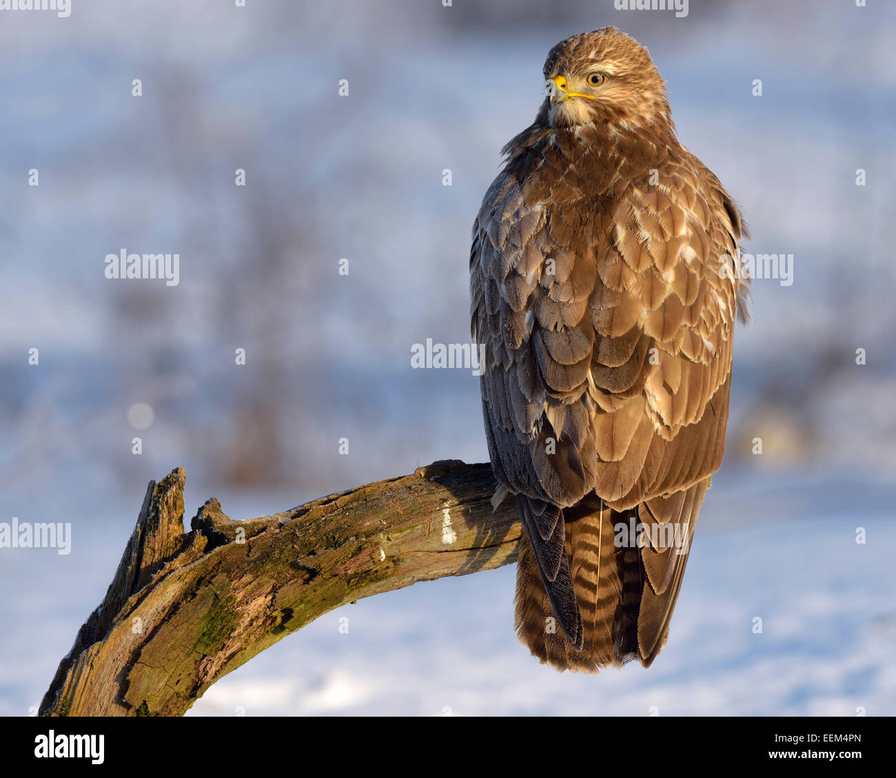 La poiana (Buteo buteo), appollaiato su un ramo in un paesaggio ricoperto di neve, Sveve Riserva della Biosfera, Baden-Württemberg Foto Stock