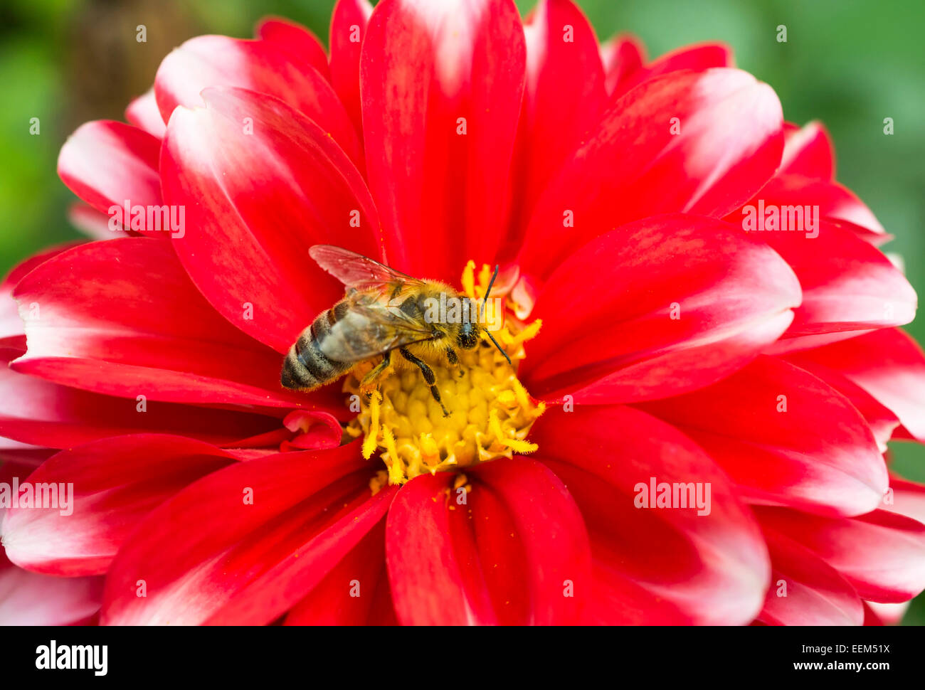 Il miele europeo bee foraggio per il polline di un Fiore Dahlia Foto Stock