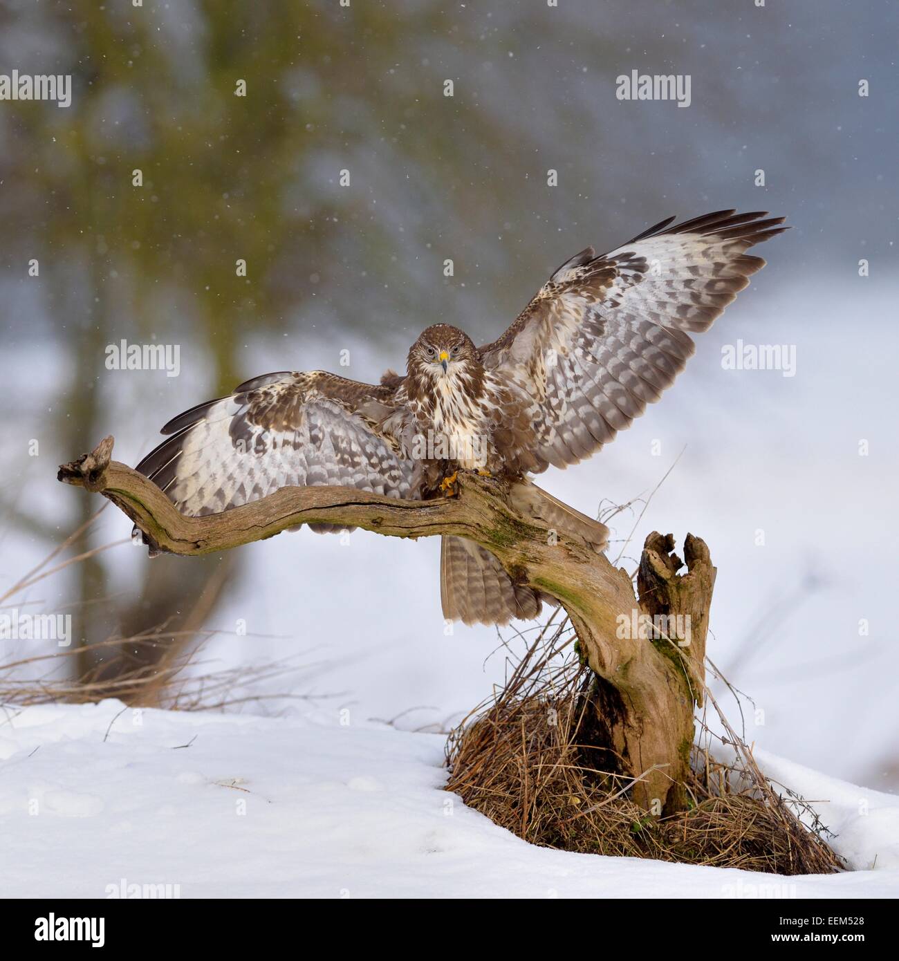 La poiana (Buteo buteo), scuro, modulo di atterraggio su un ramo con luce neve, Sveve Riserva della Biosfera, Baden-Württemberg Foto Stock
