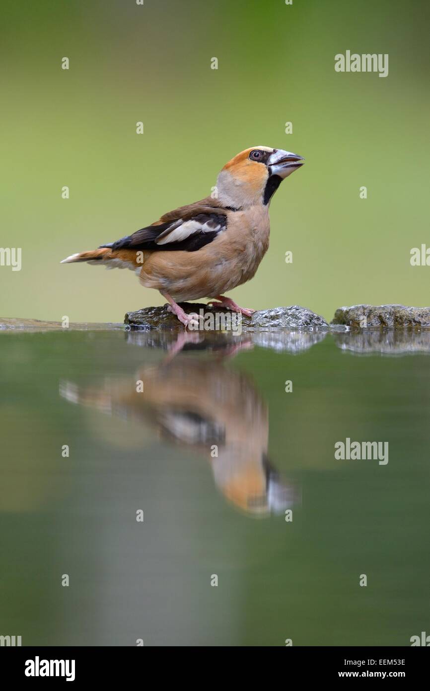 Hawfinch (Coccothraustes coccothraustes), maschio, bere Kiskunság National Park, Ungheria Foto Stock