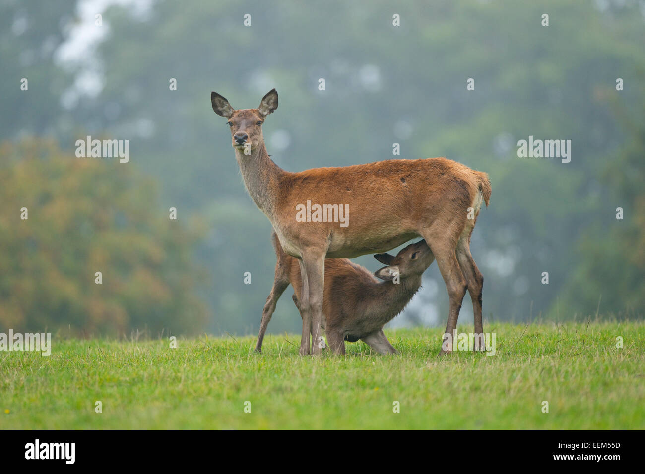 Il cervo (Cervus elaphus), doe o hind allattamento un vecchio di vitello, captive, Bassa Sassonia, Germania Foto Stock