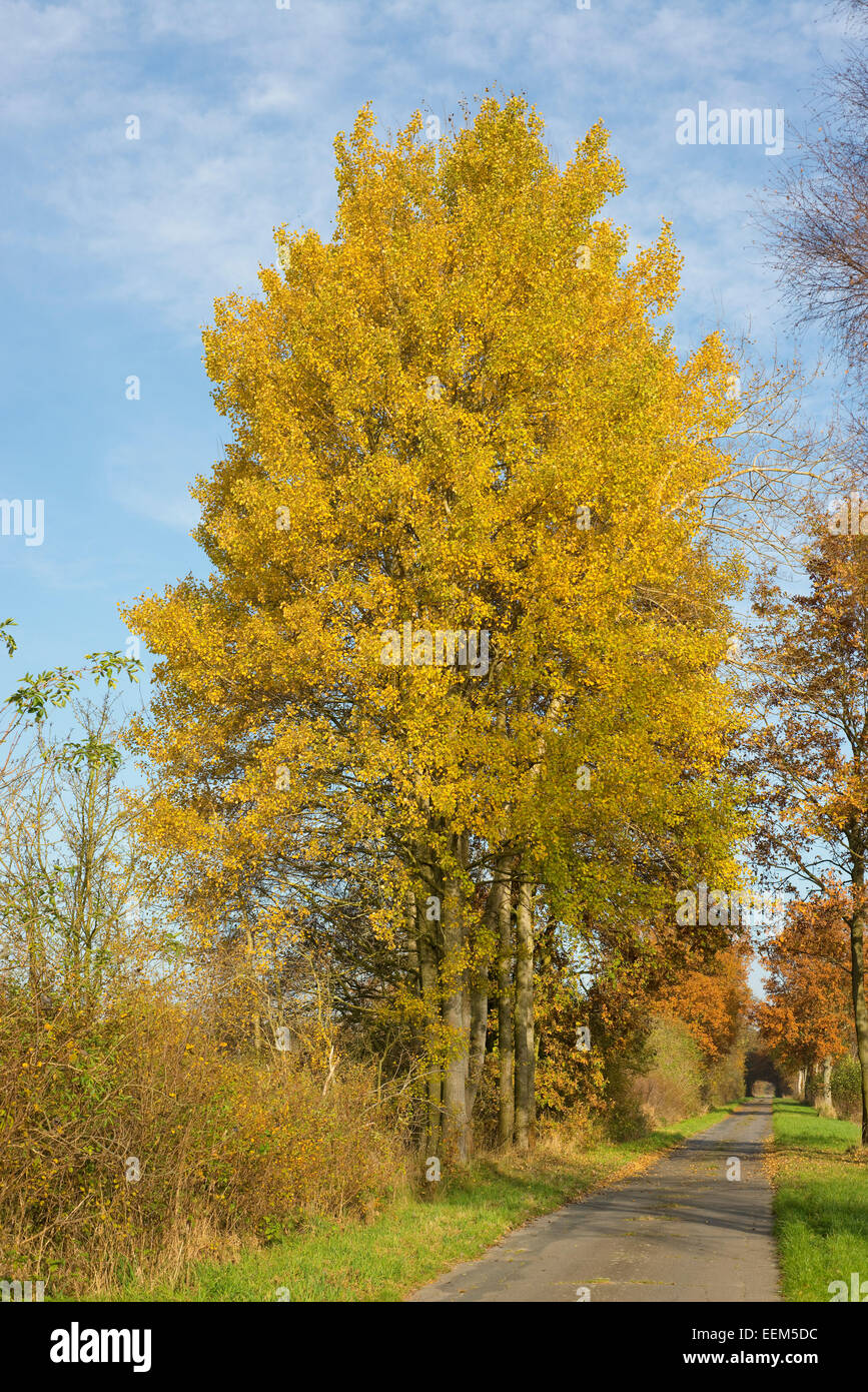 Aspen trees (Populus tremula) con fogliame autunnale, in un vicolo del paese, Bassa Sassonia, Germania Foto Stock