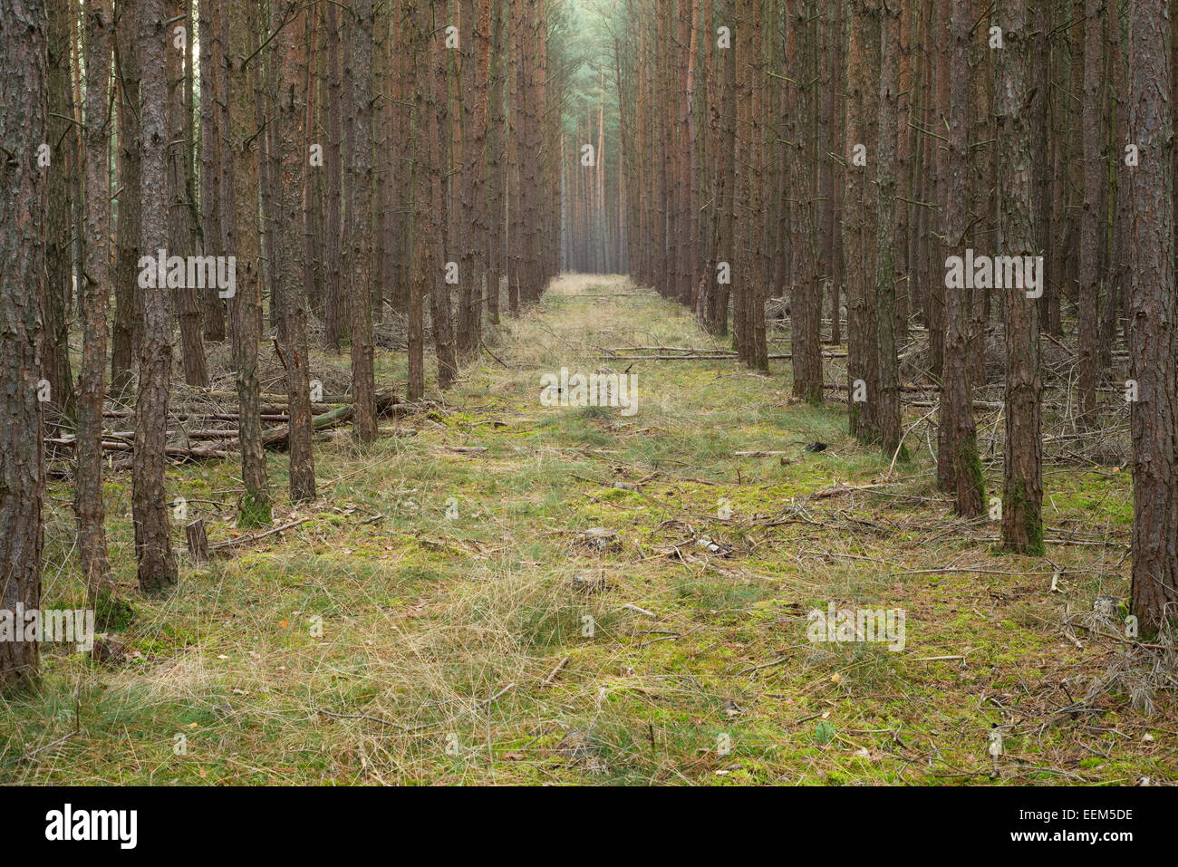 Pino silvestre (Pinus sylvestris), pino monocoltura, pineta, Holzacker, Bassa Sassonia, Germania Foto Stock