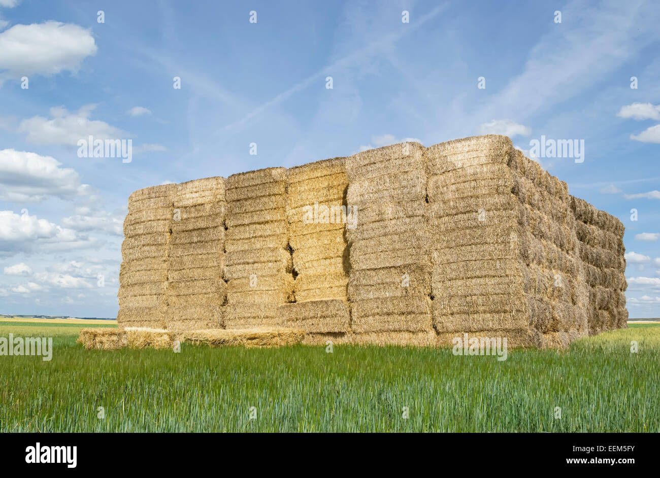 Enorme pila di balle di paglia impilati uno sull'altro dopo essere stati raccolti dal campo Foto Stock