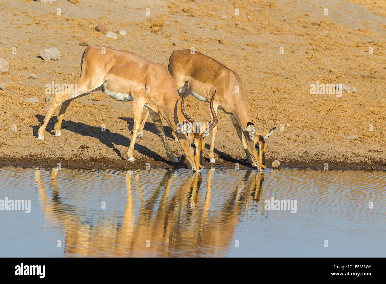 Naso Nero impala (Aepyceros melampus petersi), maschio e femmina bevendo al Waterhole, il Parco Nazionale di Etosha, Namibia Foto Stock