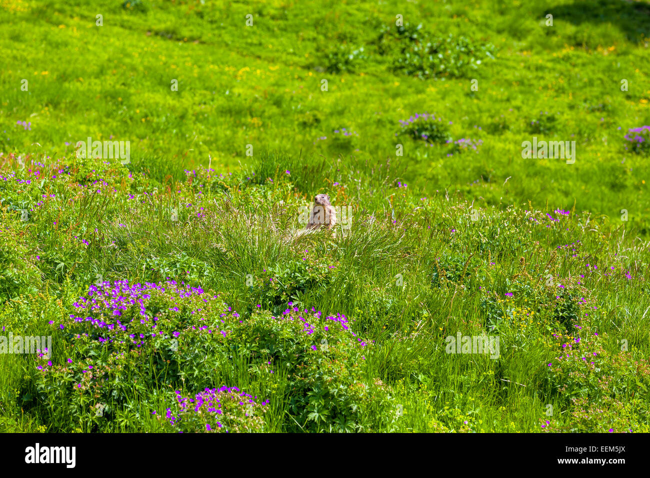 La marmotta in un prato alpino Foto Stock