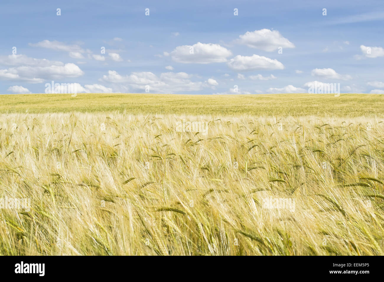 Mature campo di grano con nuvole bianche in background, il paesaggio agricolo Foto Stock