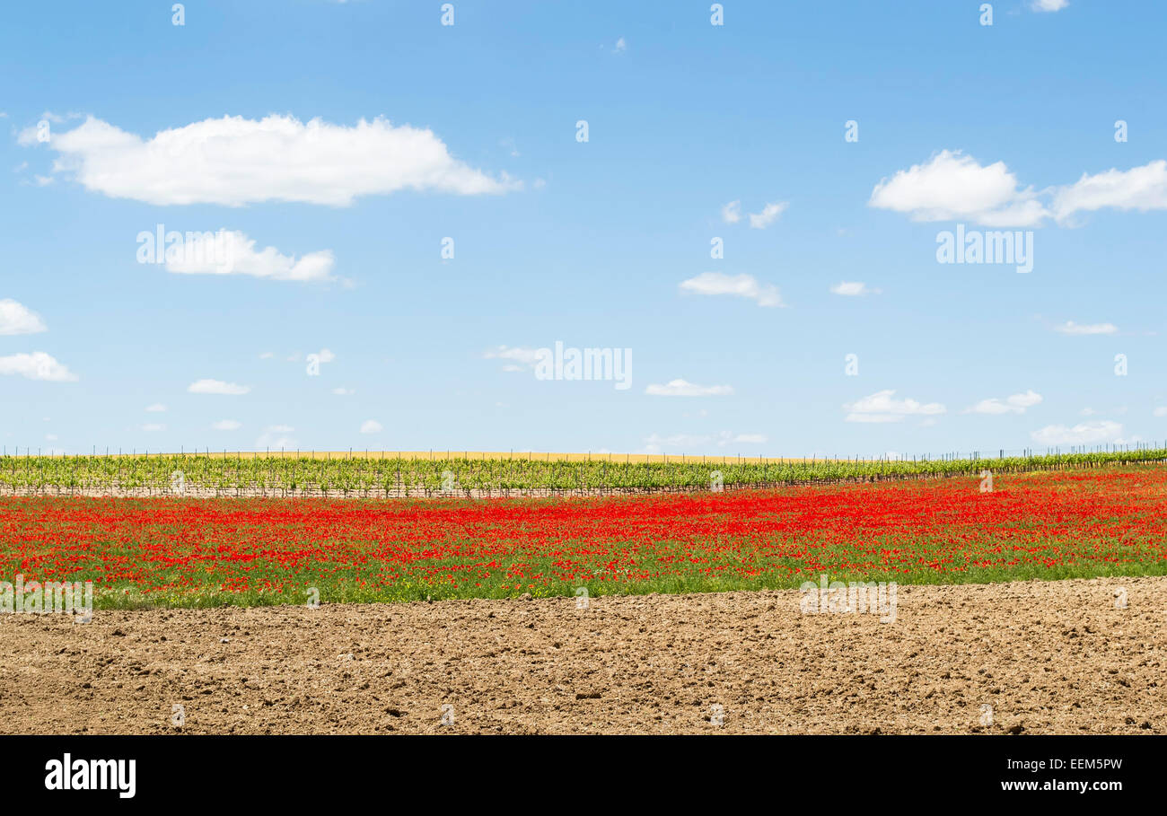 Strisce di terreni arati , campo di papaveri e piantagione di vigna su un cielo blu paesaggio Foto Stock