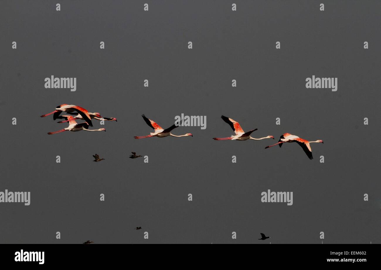 Bhubaneswar. Xix gen, 2015. Foto scattata a gennaio 19, 2015 mostra fenicotteri migratori volare sopra il lago Chilka come si preparano a terra (Khurda nel distretto del sud in Orissa nei pressi di Bhubaneswar, capitale dello stato dell India orientale Orissa (India). Milioni di uccelli migratori che arrivano nel lago Chilka ogni anno all'inizio dell'inverno e volare indietro prima che la stagione dei monsoni. © Stringer/Xinhua/Alamy Live News Foto Stock