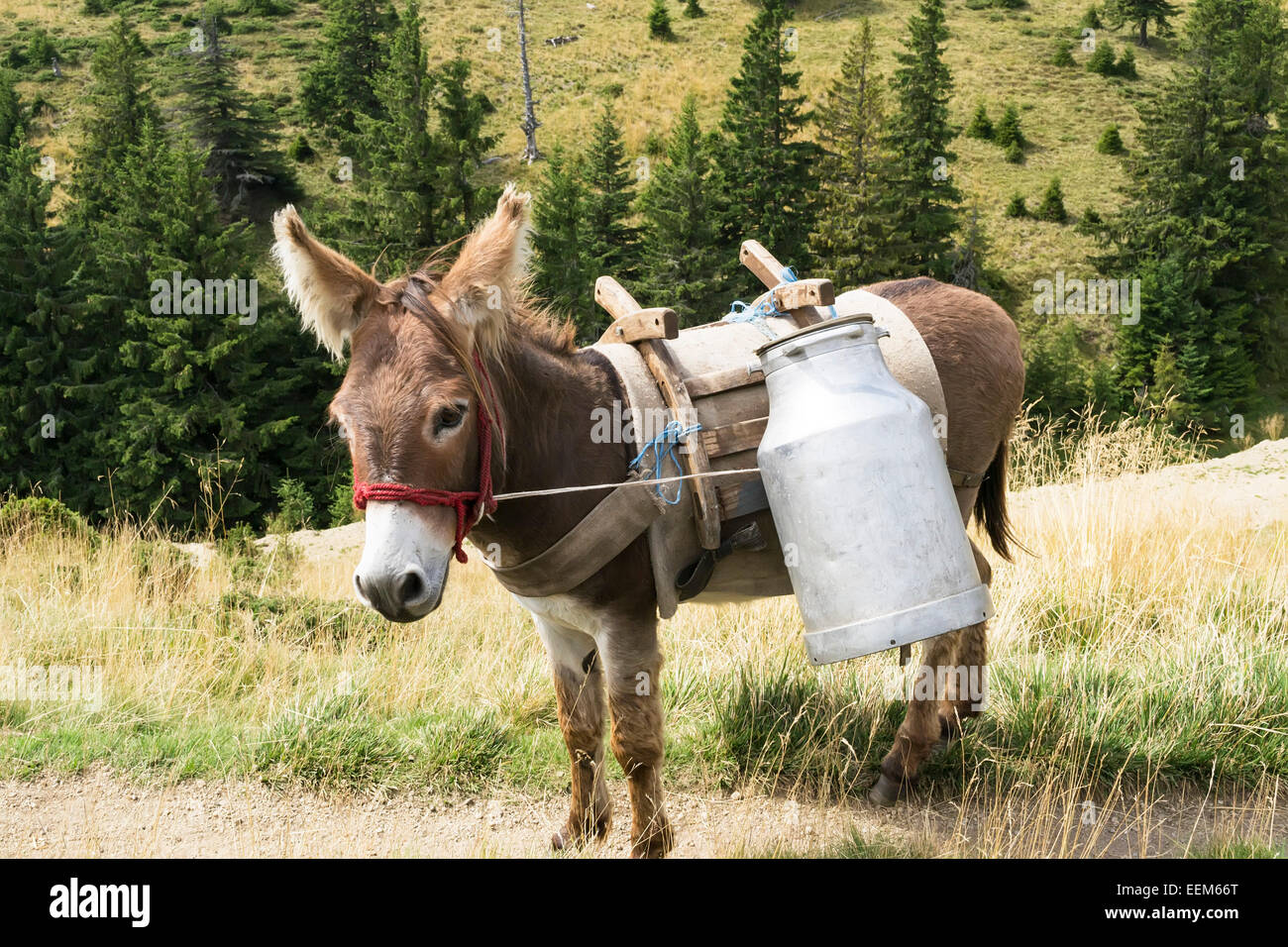 Donkey latte trasporto in contenitori pesanti da un ovile in montagna Foto Stock