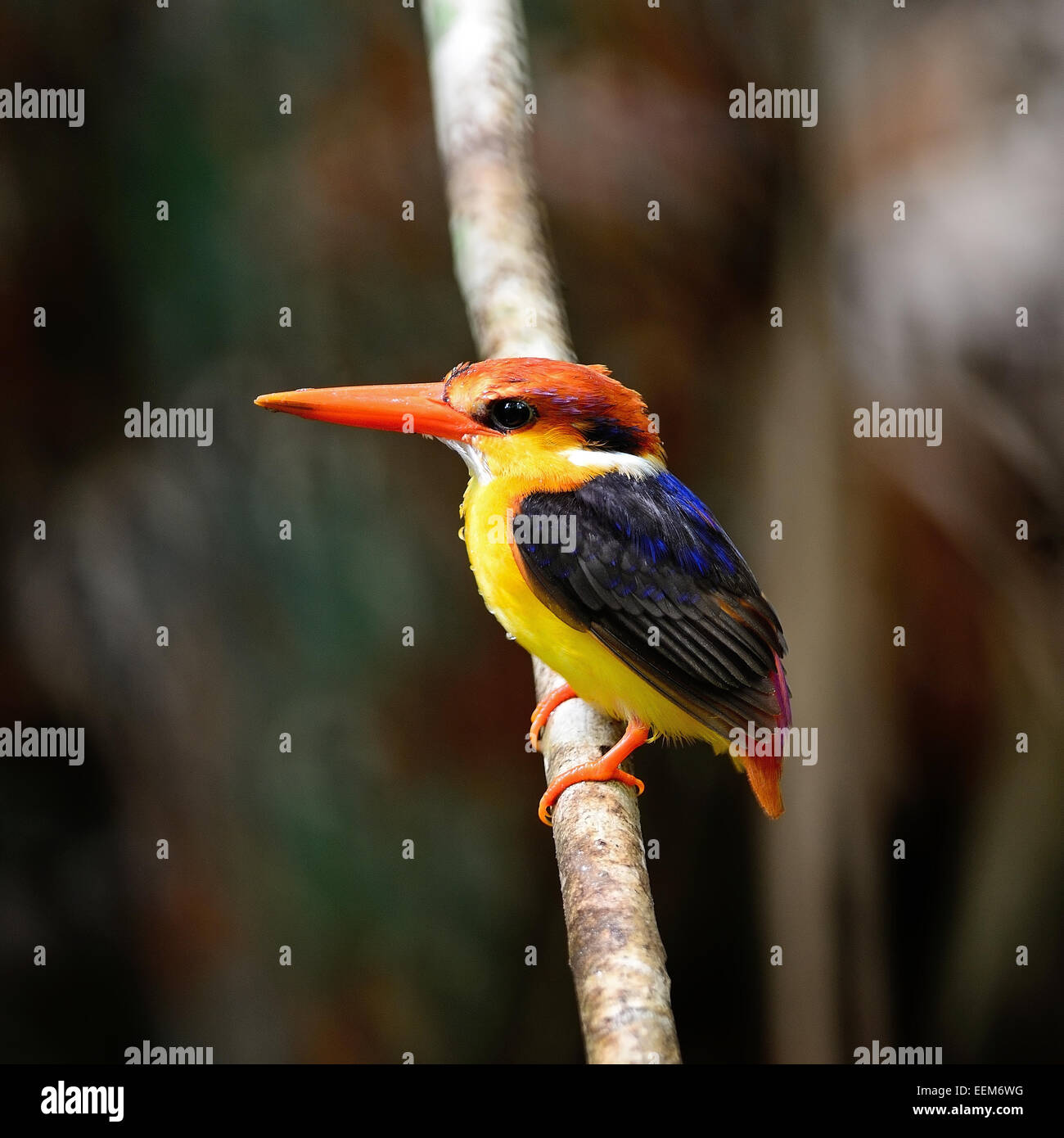 Colorati uccelli Kingfisher, nero-backed Kingfisher (Ceyx erithacus), Profilo laterale Foto Stock