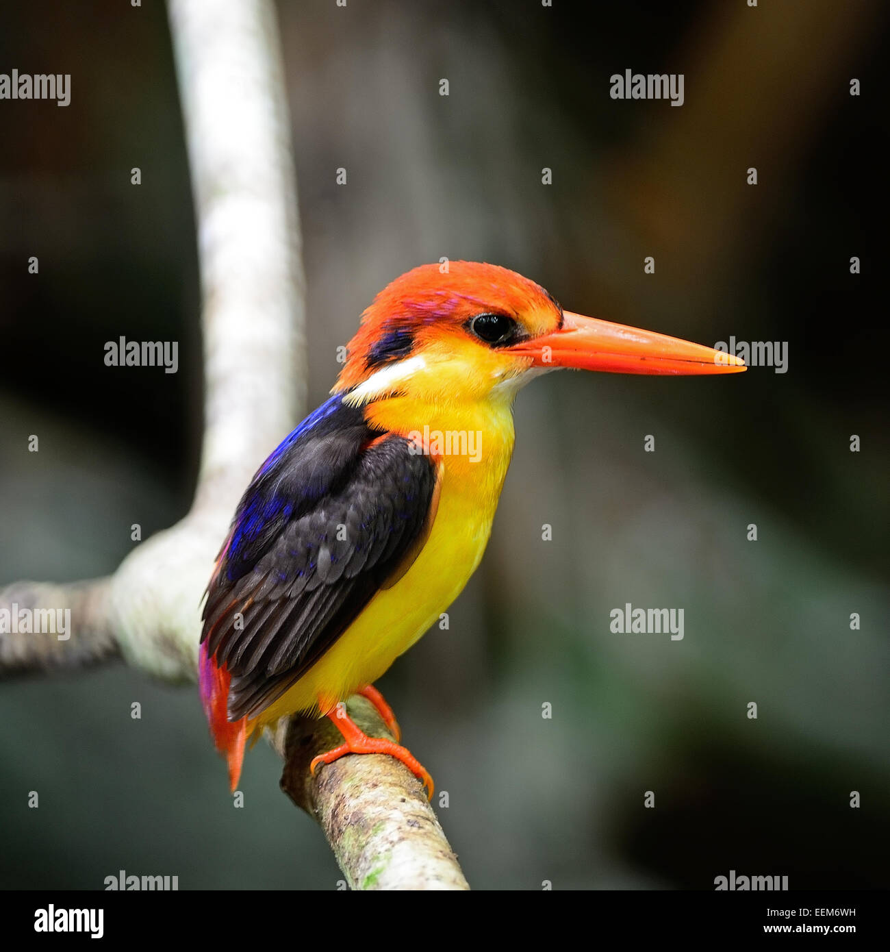 Colorati uccelli Kingfisher, nero-backed Kingfisher (Ceyx erithacus), Profilo laterale Foto Stock