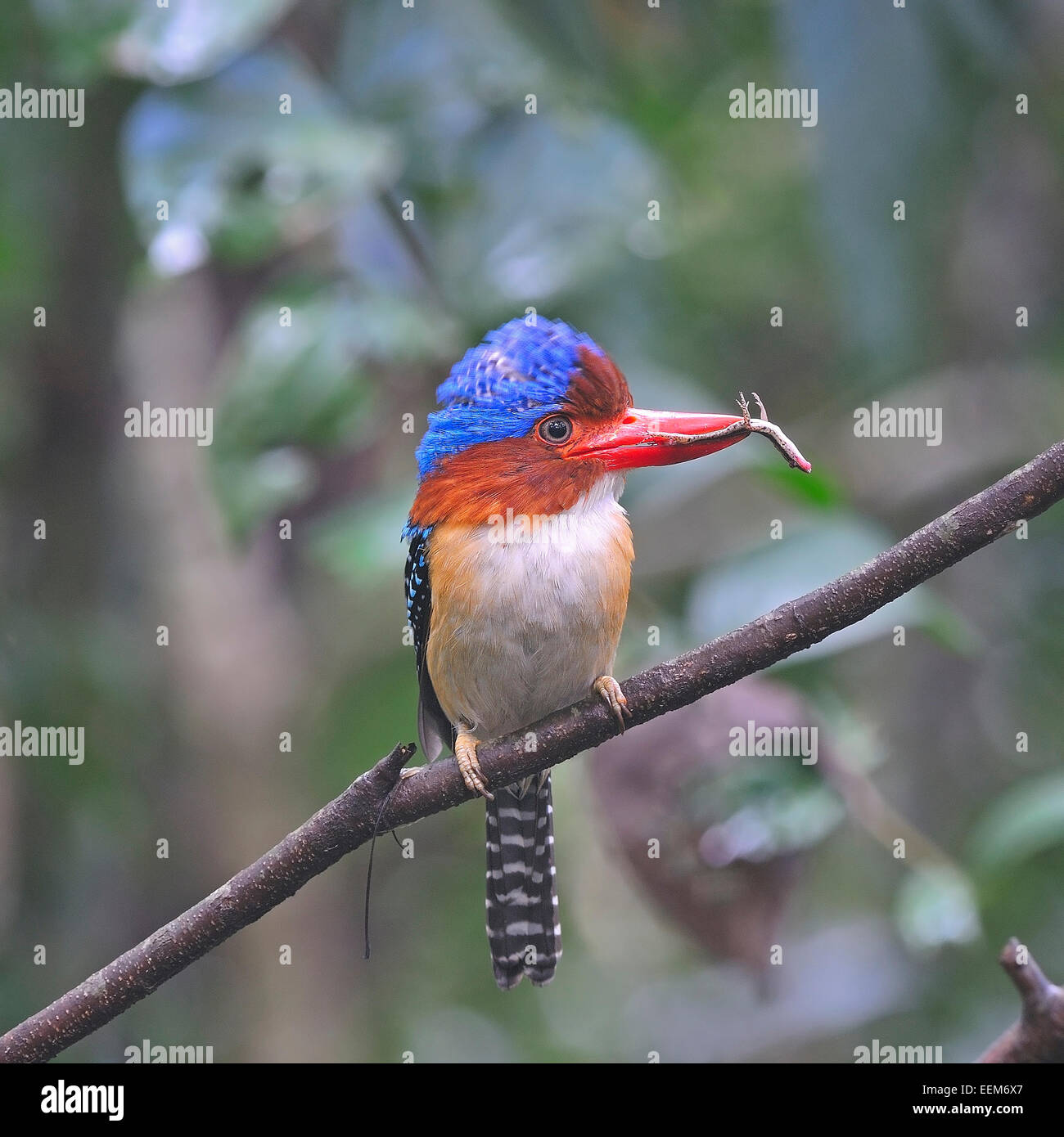 Colorati uccelli Kingfisher, maschio nastrare Kingfisher (Lacedo pulchella) con la preda, in piedi sul ramo di alimentazione di stagione Foto Stock