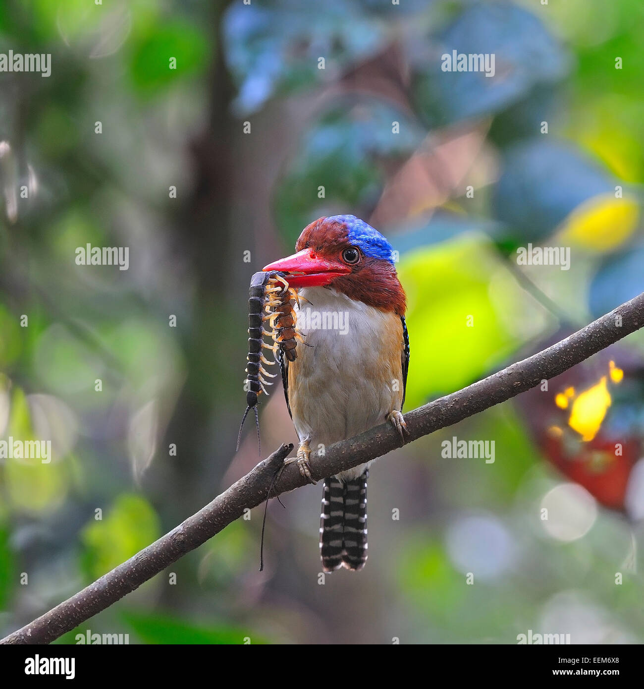 Colorati uccelli Kingfisher, maschio nastrare Kingfisher (Lacedo pulchella) con la preda, in piedi sul ramo di alimentazione di stagione Foto Stock