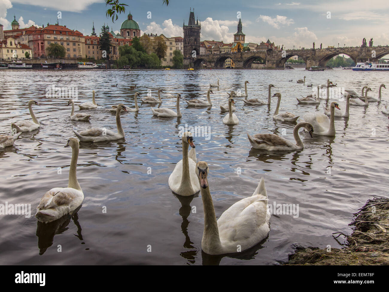 Repubblica Ceca, Praga, cigni bianchi sul fiume Moldava, Foto Stock