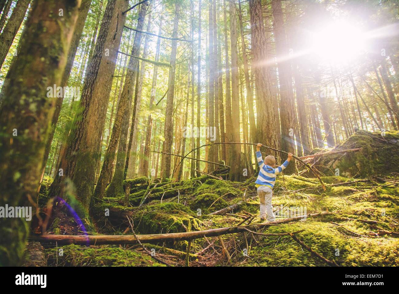 Ragazzo che si bilancia su un albero caduto nella foresta, Stati Uniti Foto Stock