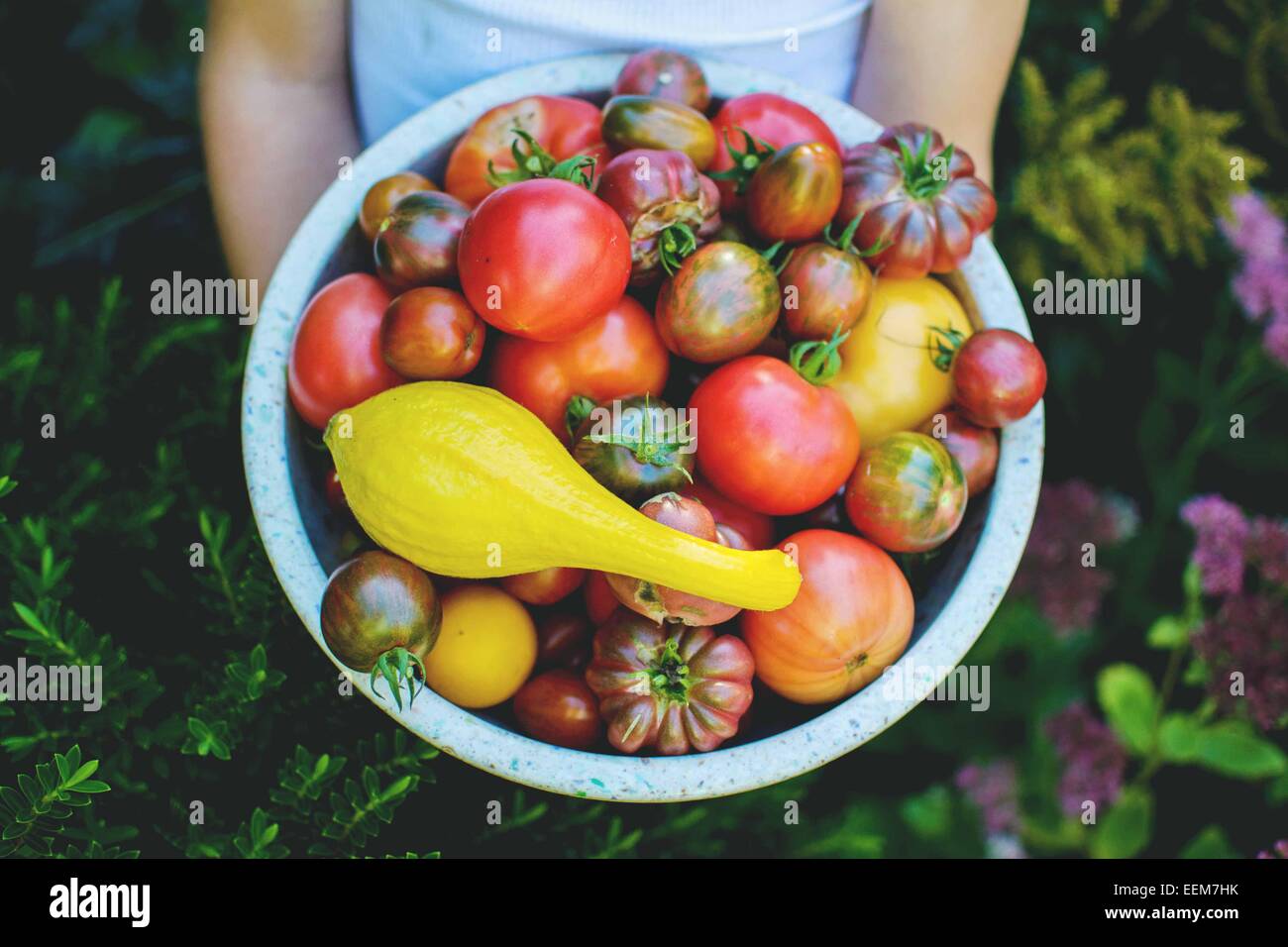 Ragazzo in piedi nel giardino con una ciotola di pomodori appena raccolti Foto Stock