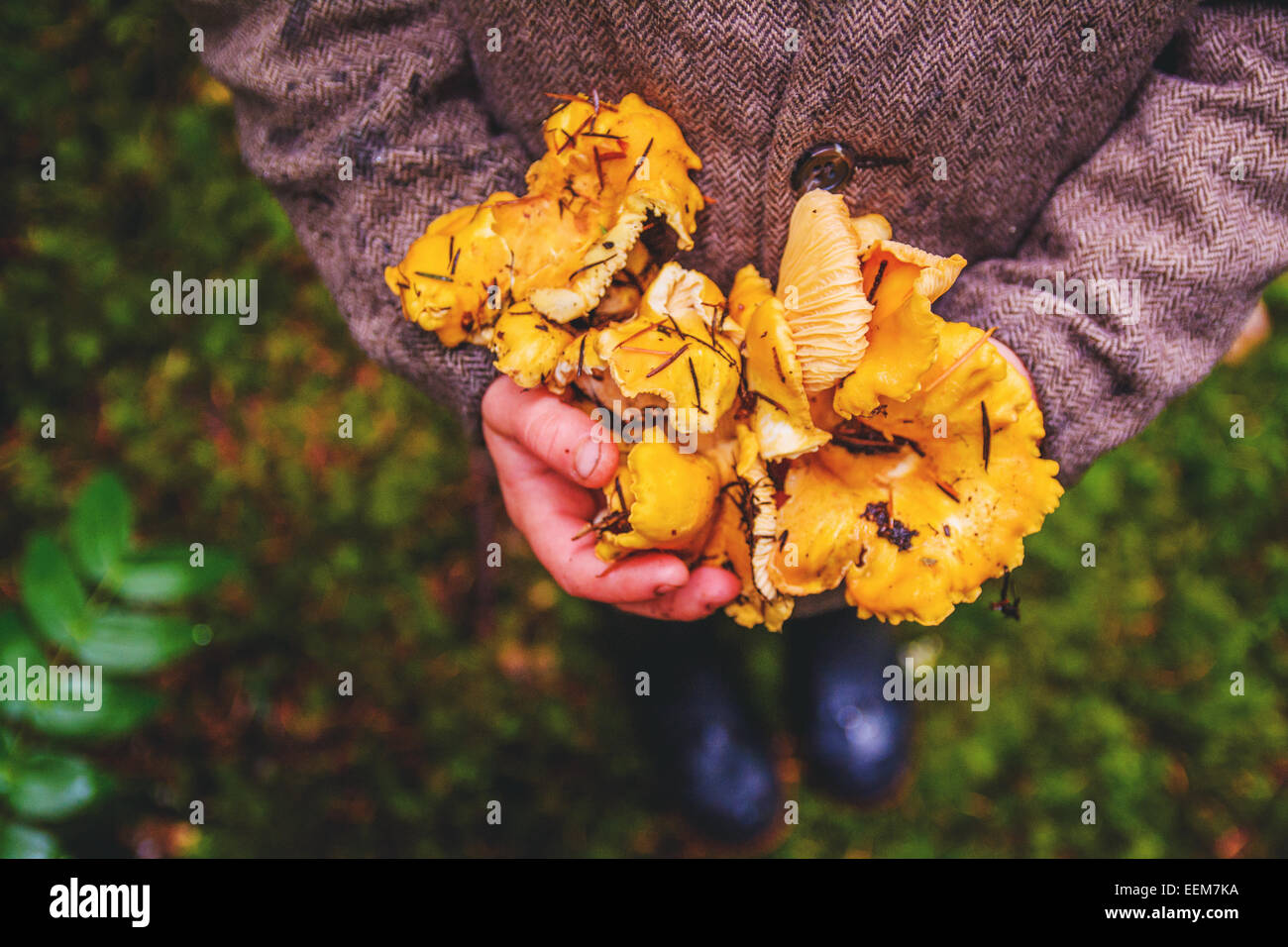 Vista dall'alto di un ragazzo che tiene, funghi chanterelle appena raccolti, Stati Uniti Foto Stock