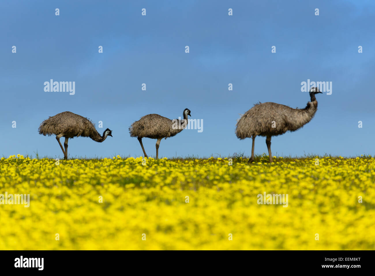 Tre Emus in piedi in un campo di colza, stazione di Mikkira, Port Lincoln, Australia Foto Stock