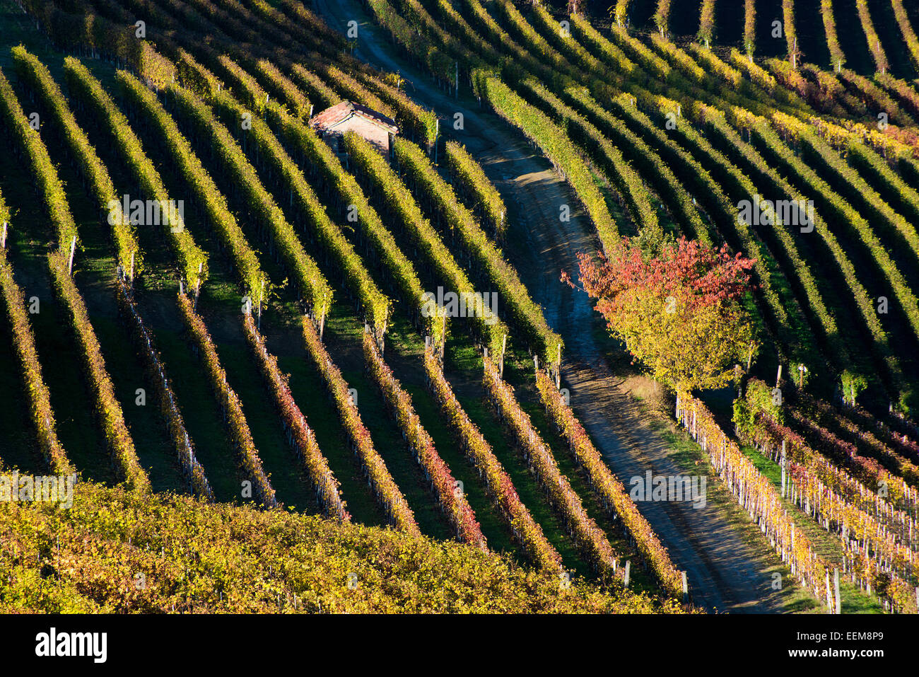 L'Italia, panorama di vigneti del Piemonte: Langhe-Roero e Monferrato nella Lista del Patrimonio Mondiale UNESCO Foto Stock
