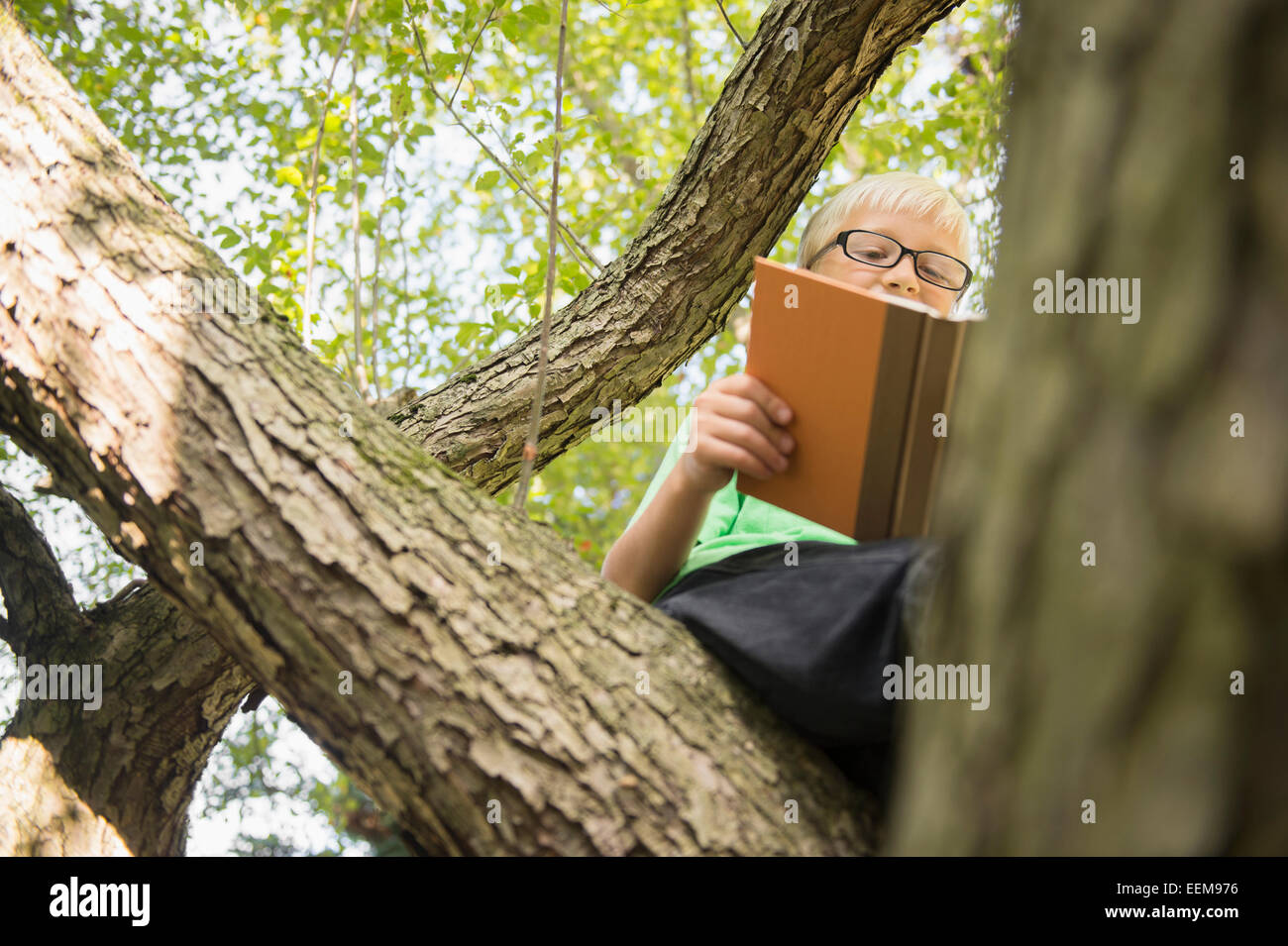 Basso angolo di vista Caucasian ragazzo lettura nella struttura ad albero Foto Stock