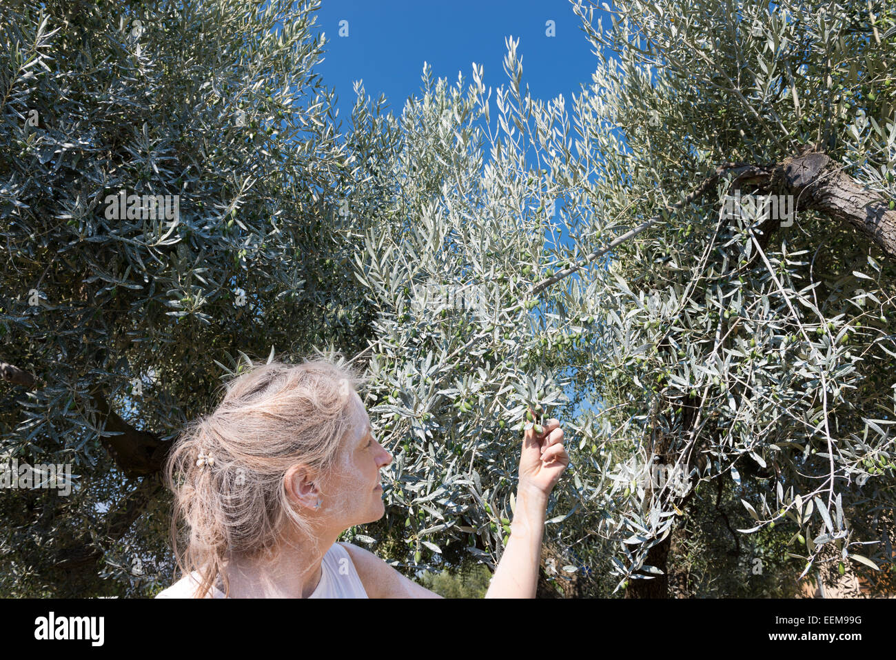 In Spagna, in Catalogna, Tarragona, Tivissa, Femmina agricoltore guardando olive organici Foto Stock