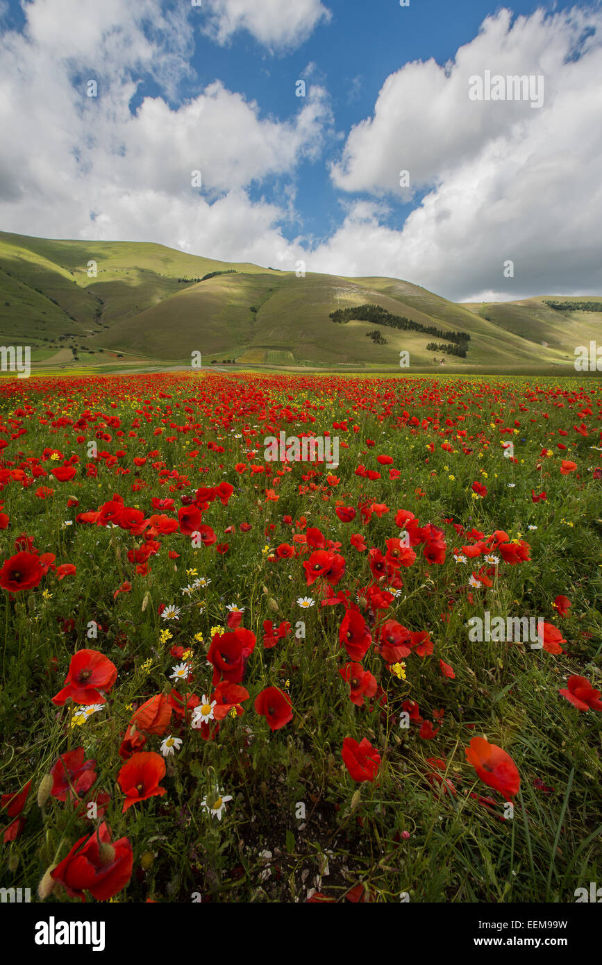 L'Italia, l'Umbria, Perugia, Castelluccio, paesaggio con campo di papavero Foto Stock