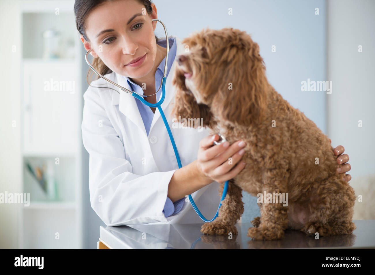 Veterinario caucasica controllo battito del cuore di cane Foto Stock