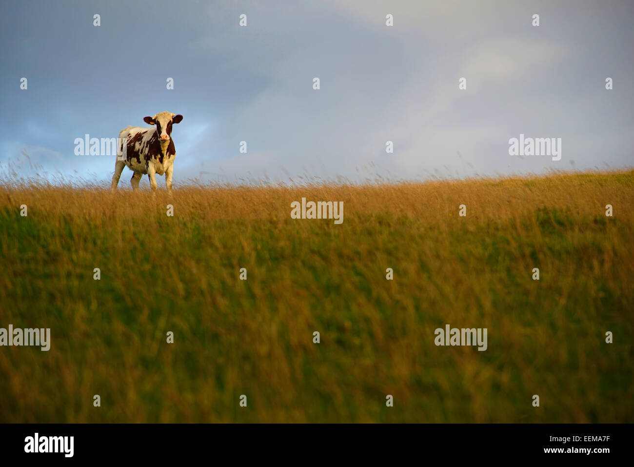 Mucca in piedi nel campo erboso Foto Stock