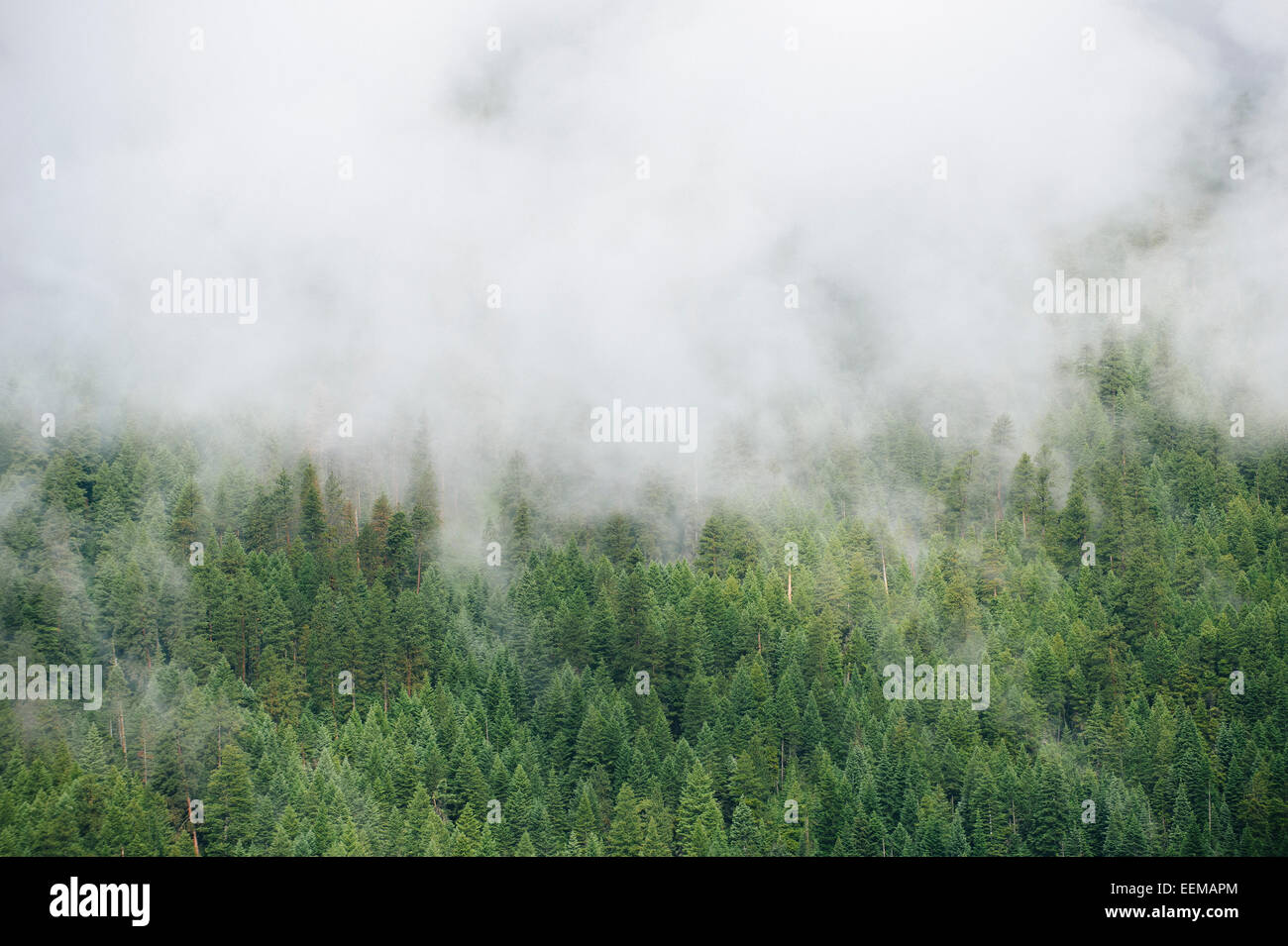 La nebbia sopra le cime degli alberi sempreverdi a foreste di montagna Foto Stock