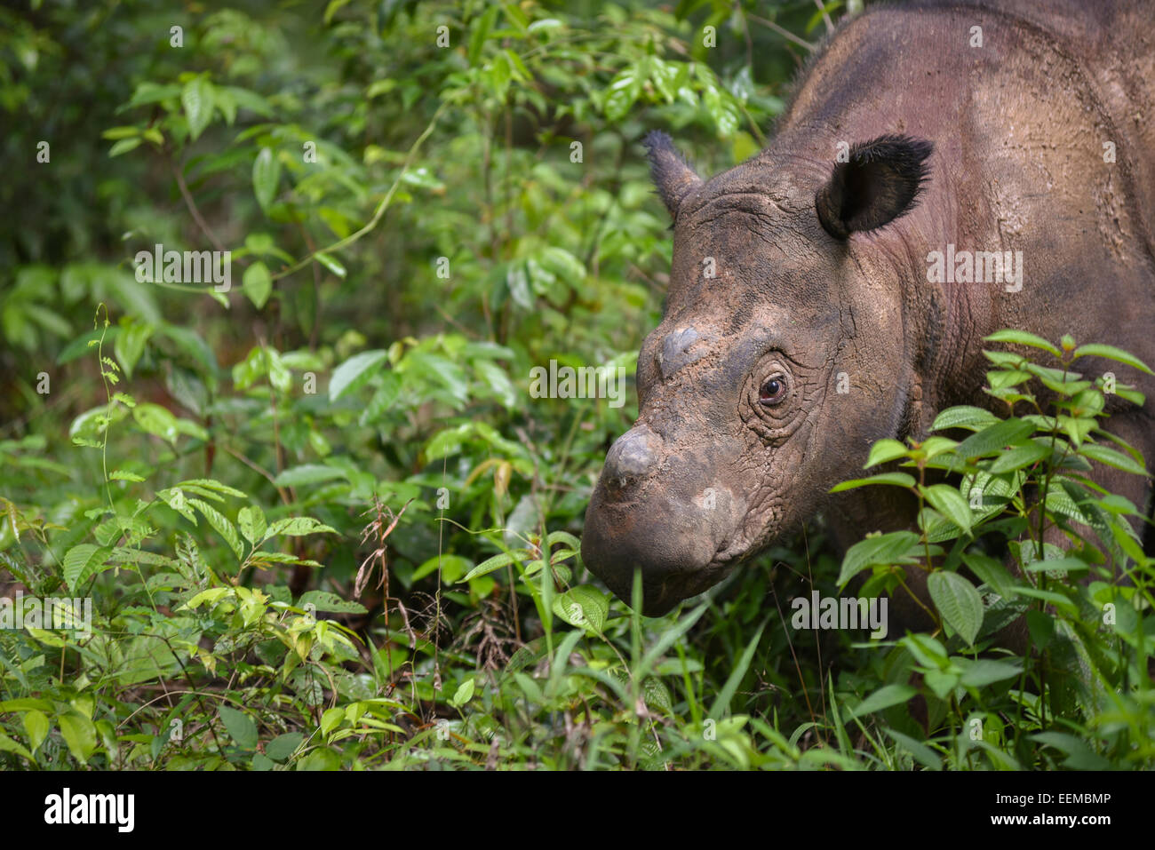 Rinoceronte di Sumatra Andatu di vitello (2,5 anni) presso il Rinoceronte di Sumatra Santuario, modo Kambas Parco Nazionale. Foto Stock